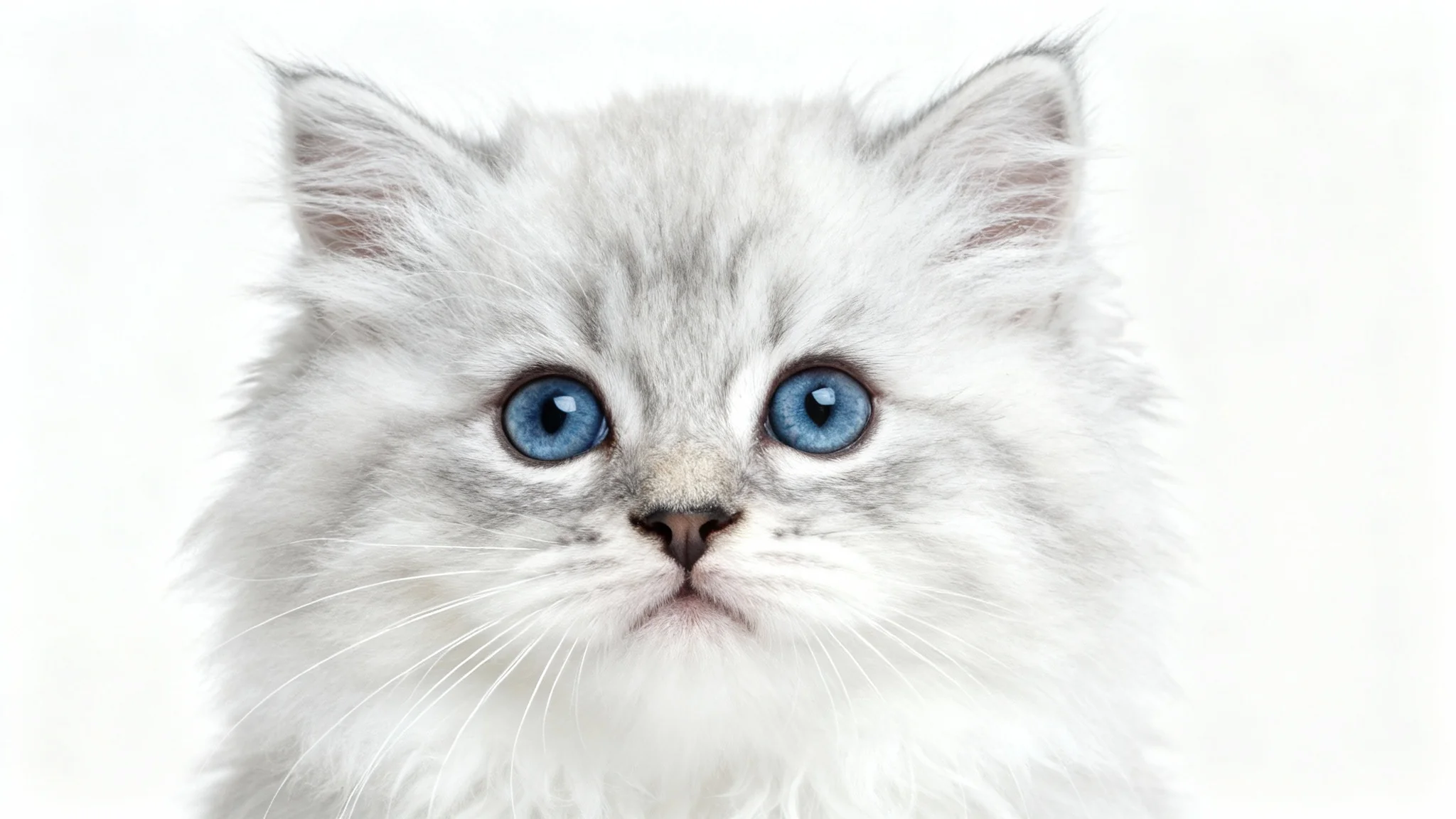 An ultra-realistic, high-key studio photograph of a fluffy white and grey Siberian kitten with bright blue eyes looking directly at the camera against a solid white background.