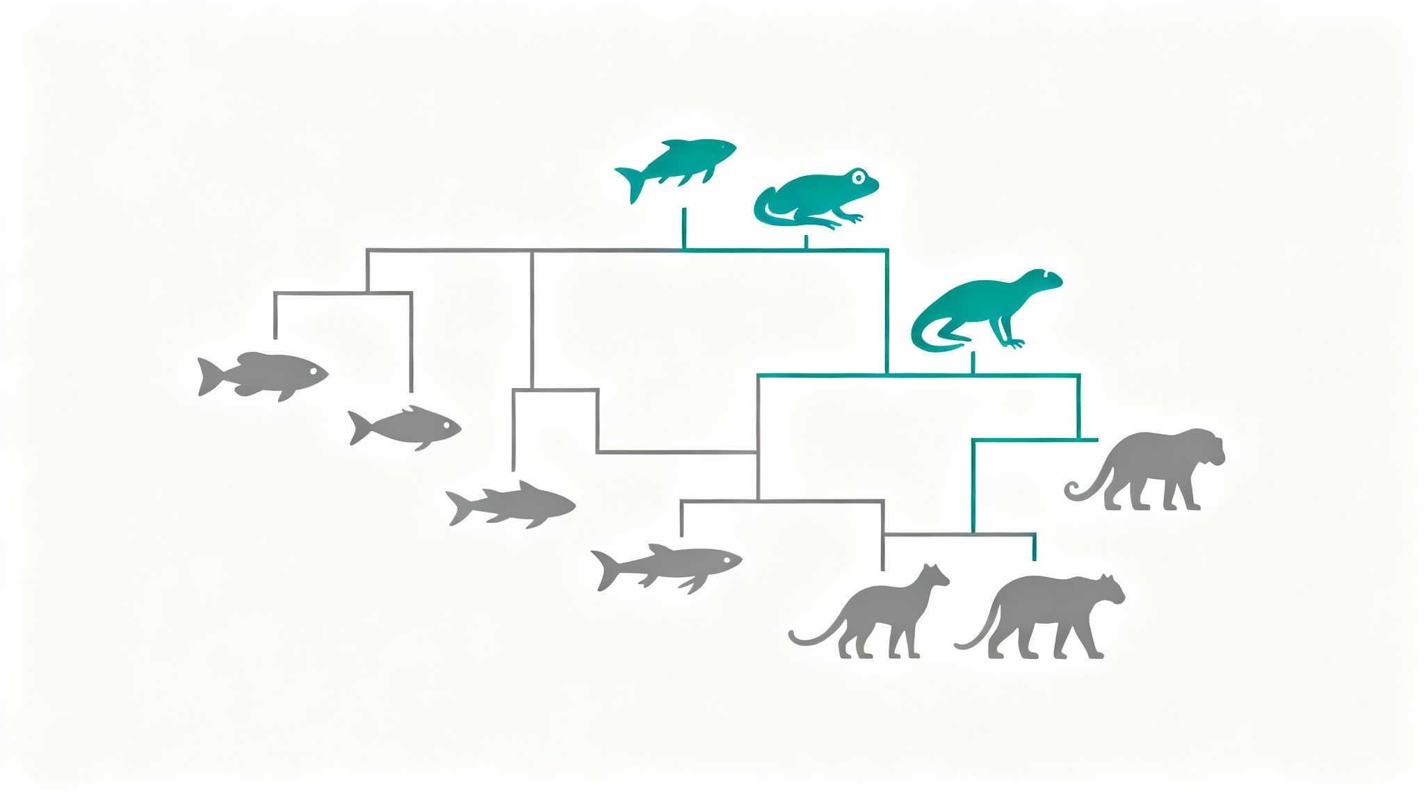 A modern and clean illustration of a cladogram, showing the evolutionary branches and relationships between different species on a white background.