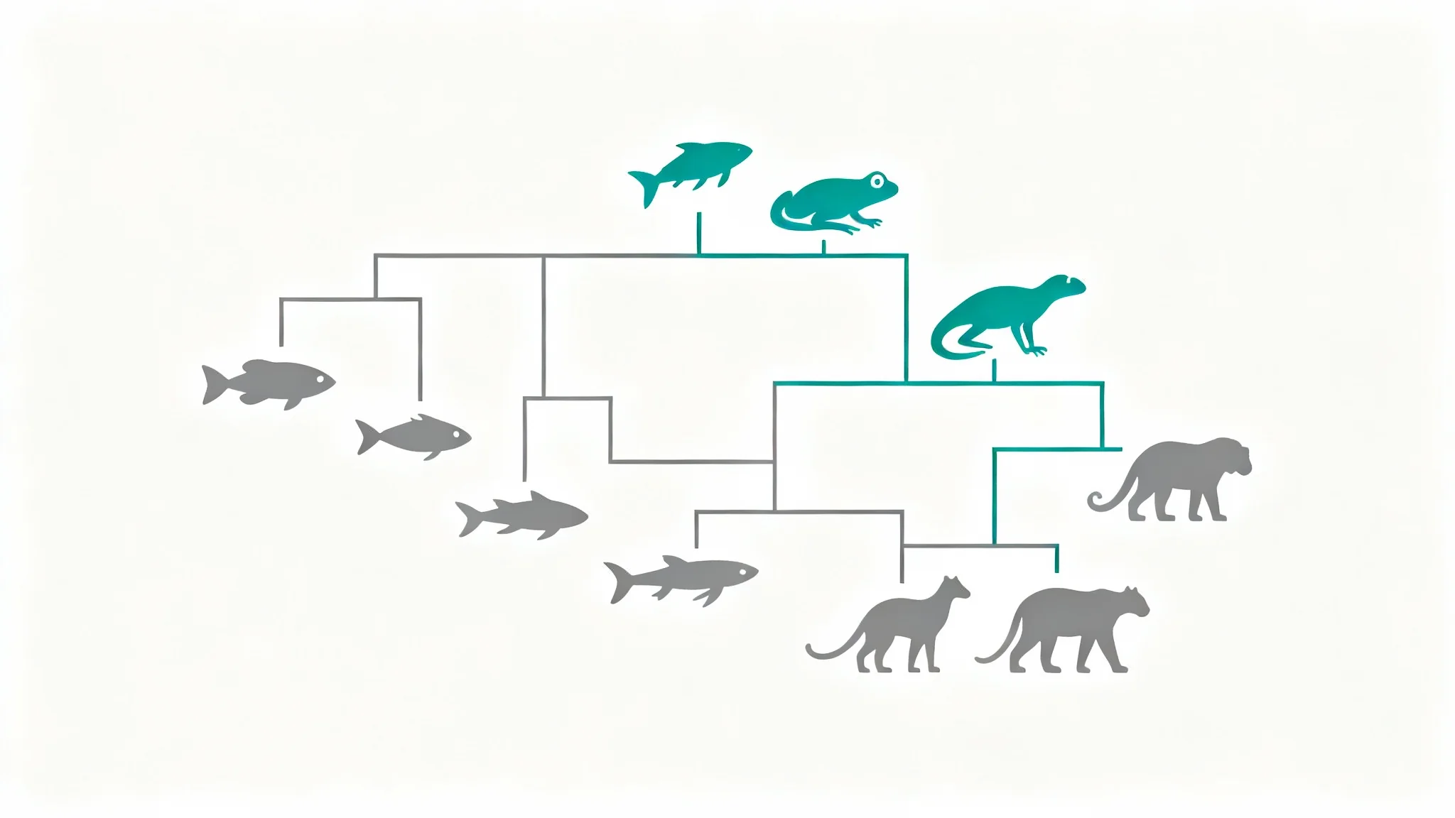 A modern and clean illustration of a cladogram, showing the evolutionary branches and relationships between different species on a white background.