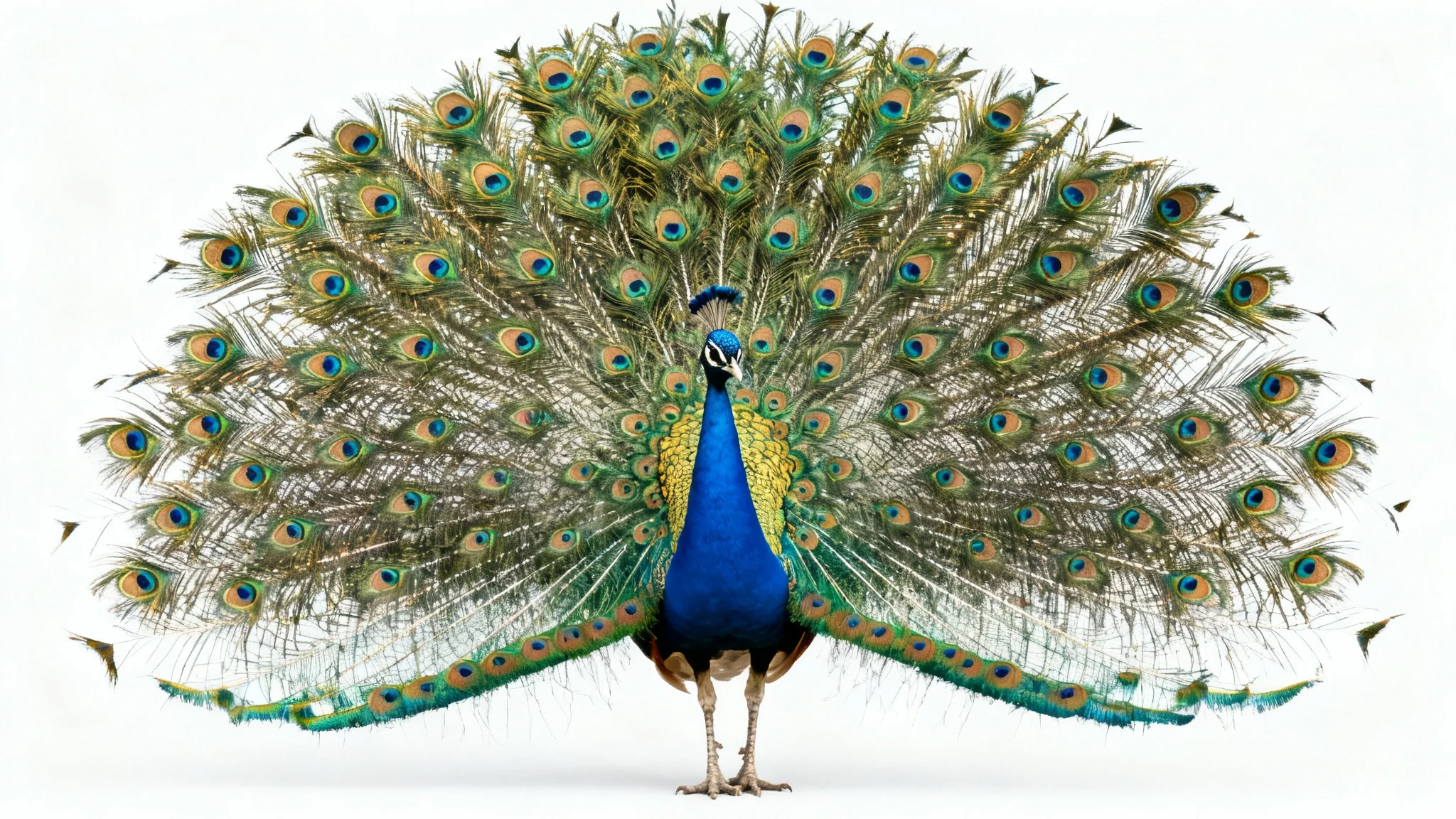 A vibrant, high-quality square photograph of a peacock with its tail feathers fully fanned out against a stark white background.