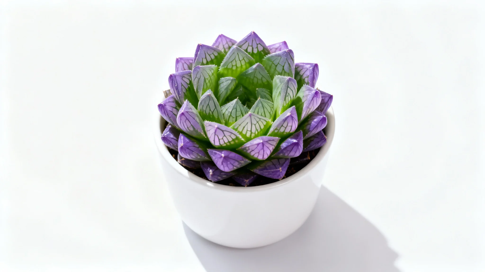 A high-quality square photo of a vibrant green and purple succulent in a white pot, isolated against a pure white background.