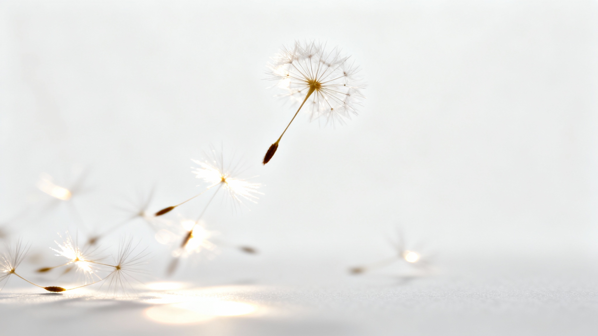 A photorealistic image showing a dandelion seed head with individual seeds floating away like particles against a clean white background, illustrating a particle overlay effect.