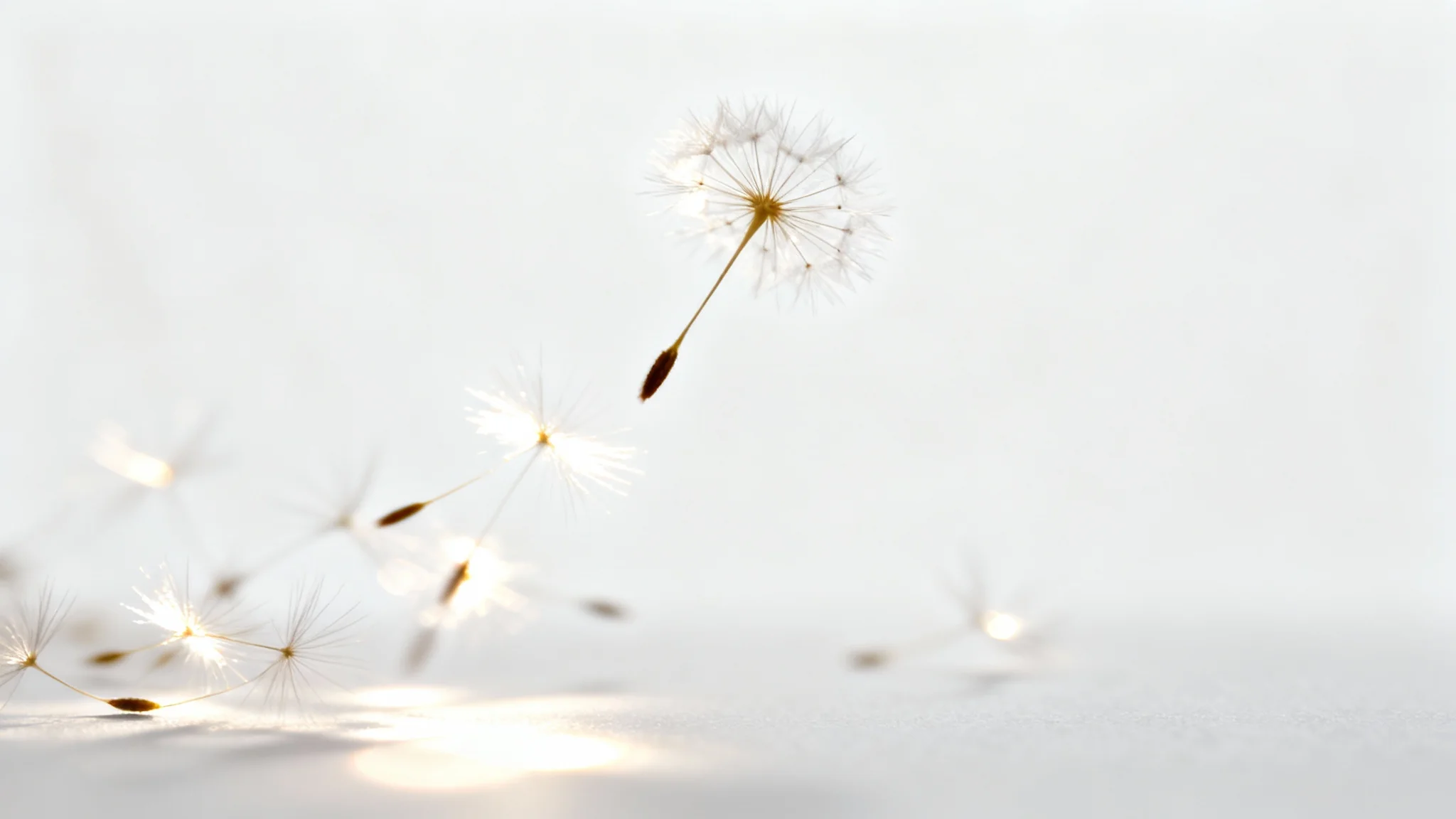 A photorealistic image showing a dandelion seed head with individual seeds floating away like particles against a clean white background, illustrating a particle overlay effect.