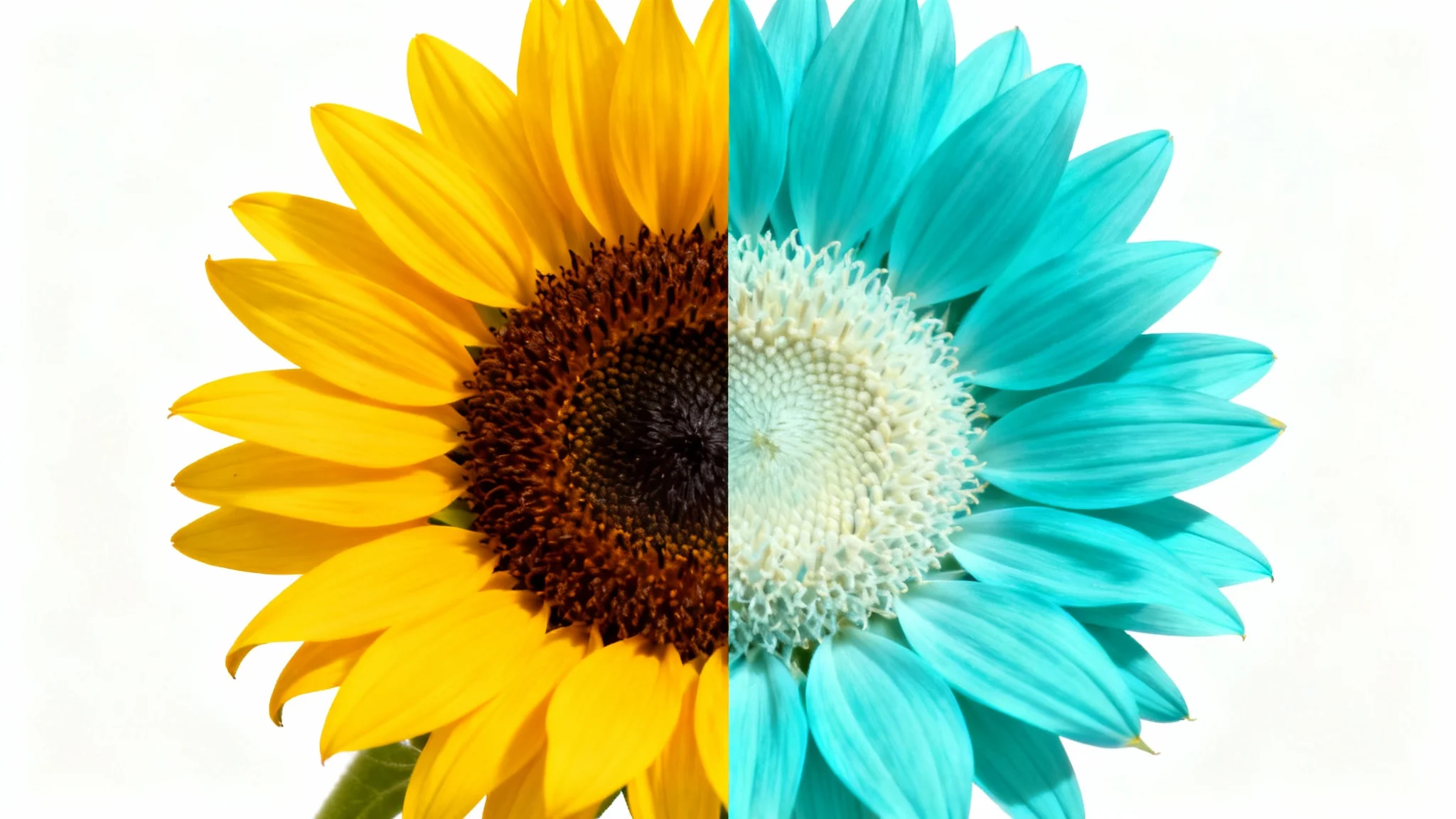 A side-by-side comparison image demonstrating an invert colors effect. The left half shows a realistic sunflower with bright yellow petals. The right half shows the same sunflower with its colors inverted, resulting in cyan petals.
