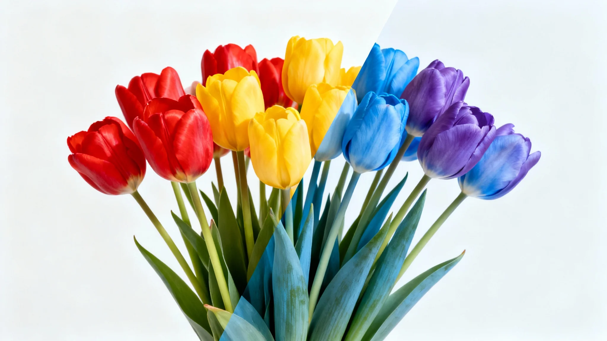 A bouquet of tulips shown diagonally split, with one half featuring natural red and yellow colors and the other half showing the same flowers with their colors digitally changed to blue and purple, illustrating a hue changer tool.