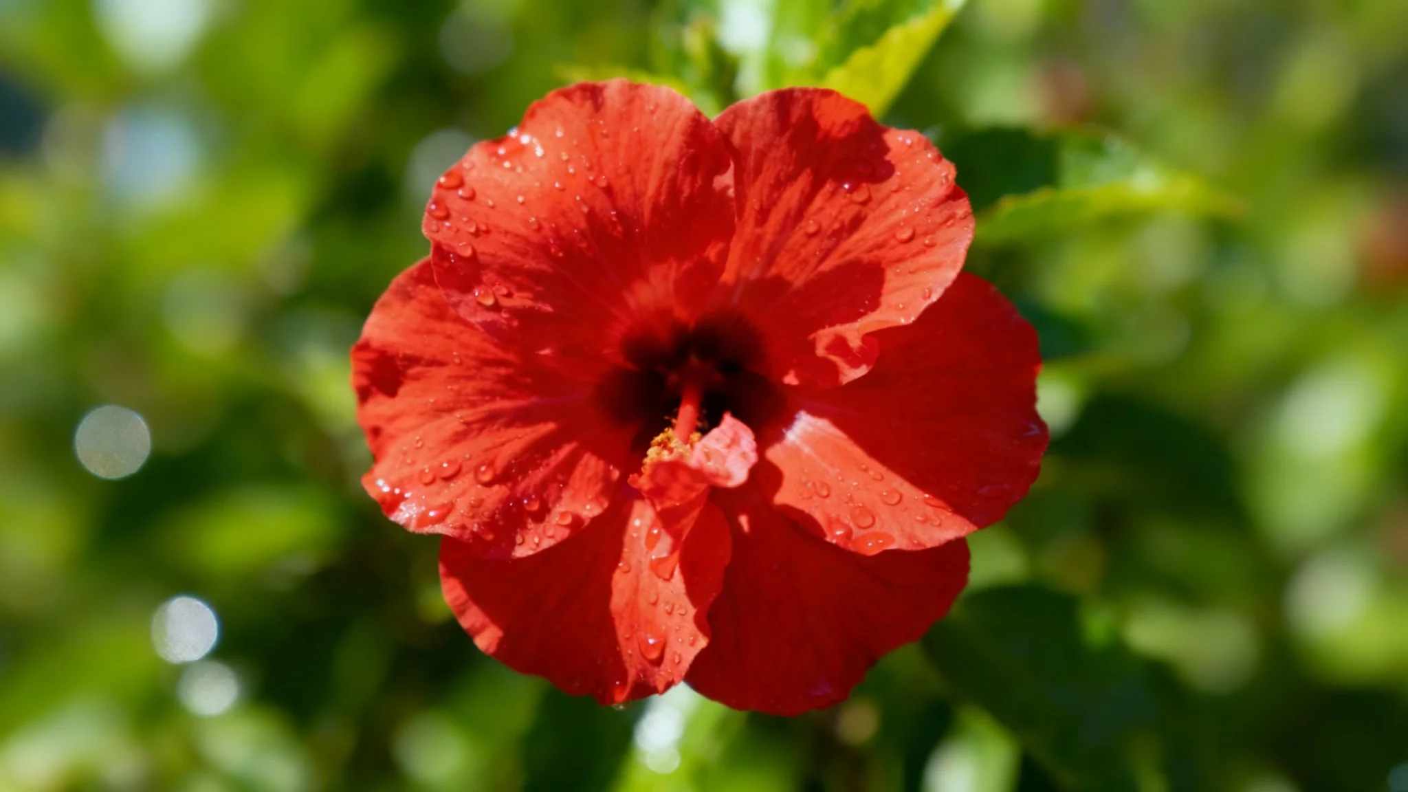 A close-up professional photo of a red flower demonstrating a shallow depth of field effect. The flower is in perfect focus, while the green background is completely and smoothly blurred.