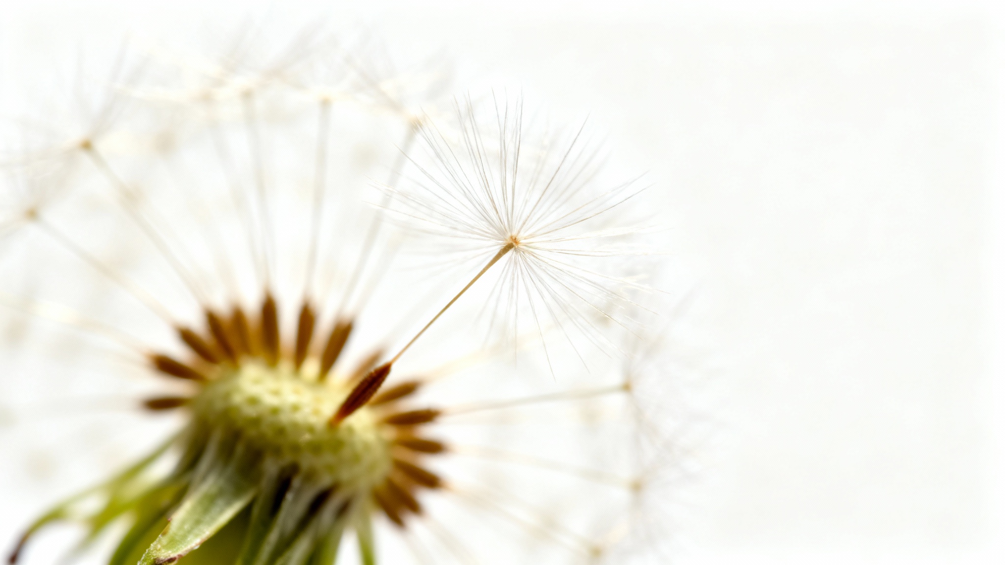 A macro photograph of a dandelion seed head demonstrating a shallow depth of field effect. The seeds in the foreground are in sharp focus while the background is softly blurred, all set against a pure white background.
