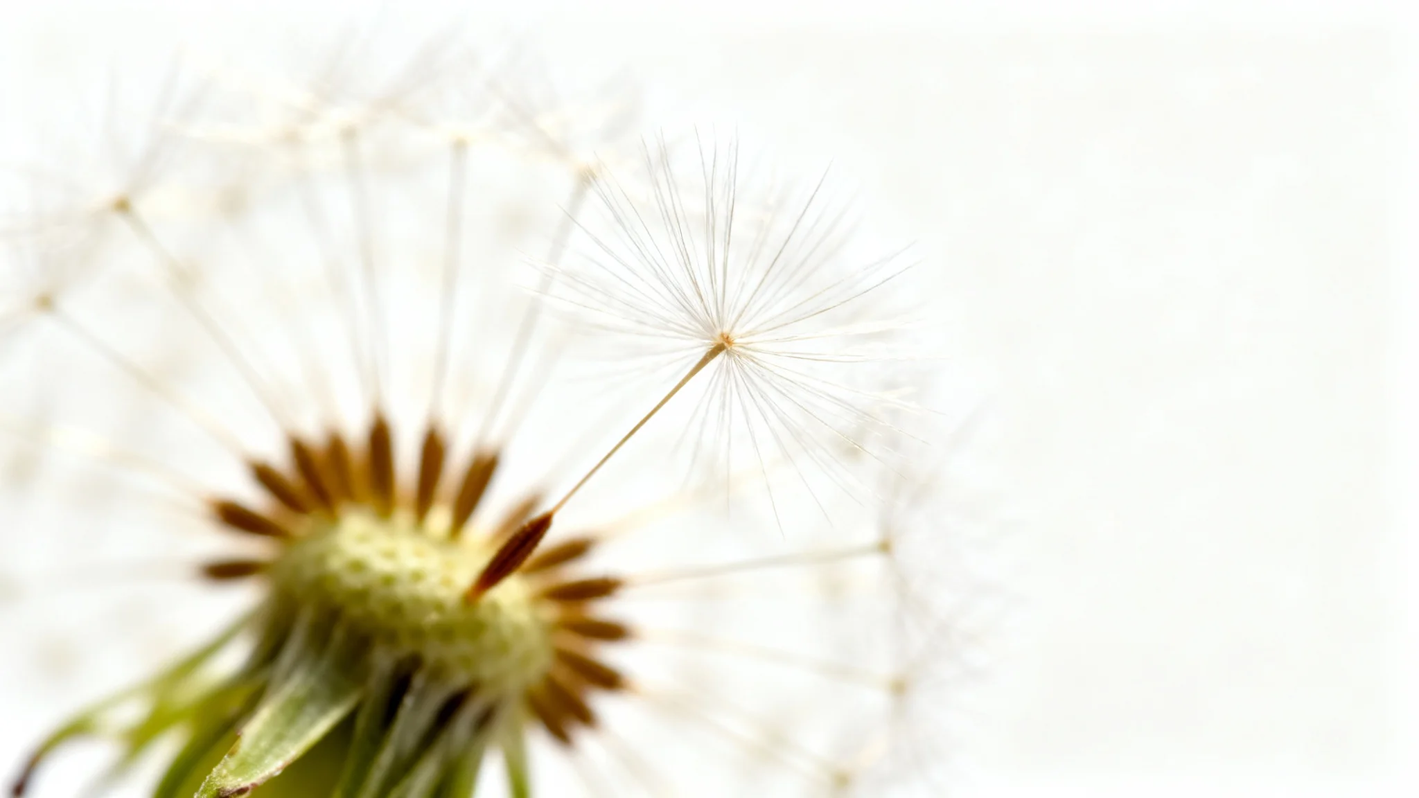 A macro photograph of a dandelion seed head demonstrating a shallow depth of field effect. The seeds in the foreground are in sharp focus while the background is softly blurred, all set against a pure white background.