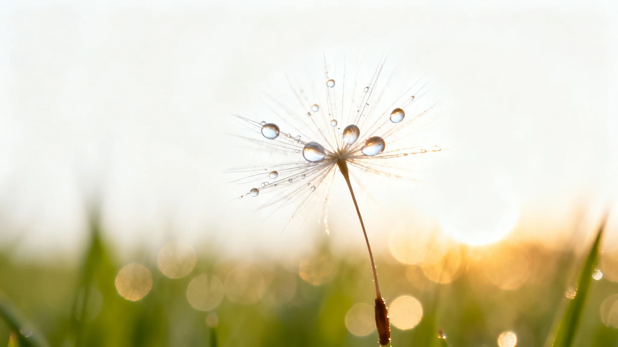 A macro photograph of a dandelion seed head demonstrating a shallow depth of field, with the foreground in sharp focus and the background softly blurred.