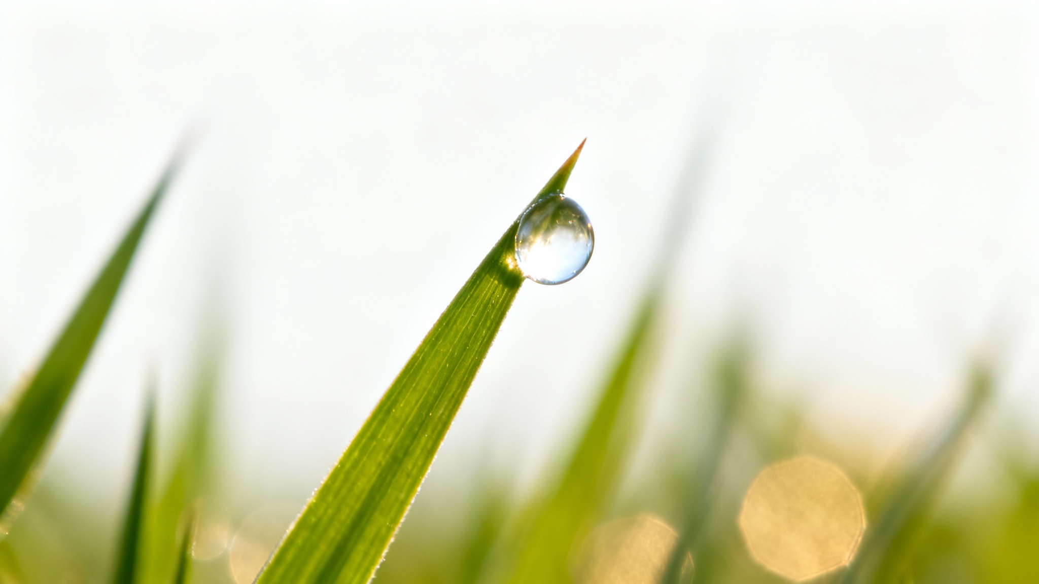 A close-up, macro photo demonstrating shallow depth of field, with a single dewdrop in sharp focus on a blade of grass against a completely blurred green background.