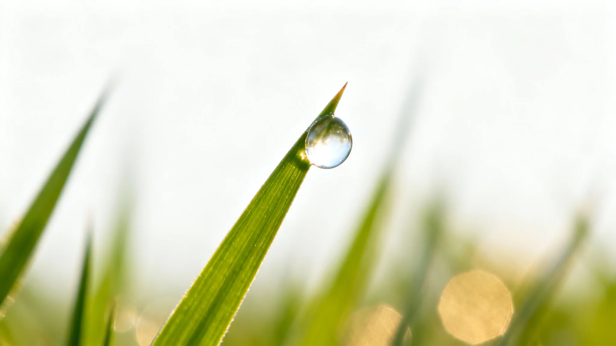 A close-up, macro photo demonstrating shallow depth of field, with a single dewdrop in sharp focus on a blade of grass against a completely blurred green background.
