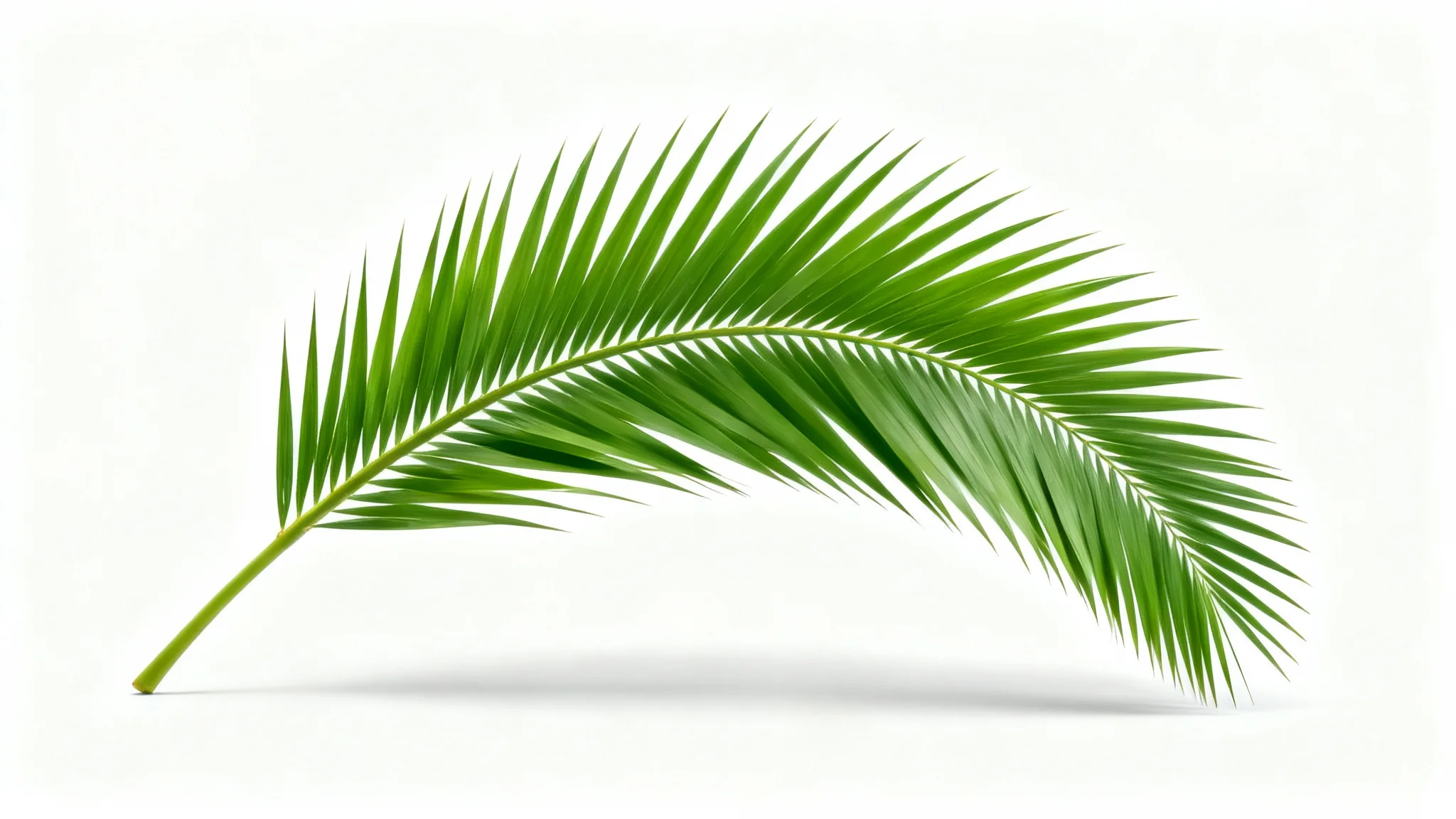 A photorealistic image of a single, vibrant green palm leaf with detailed texture, isolated on a clean white background.