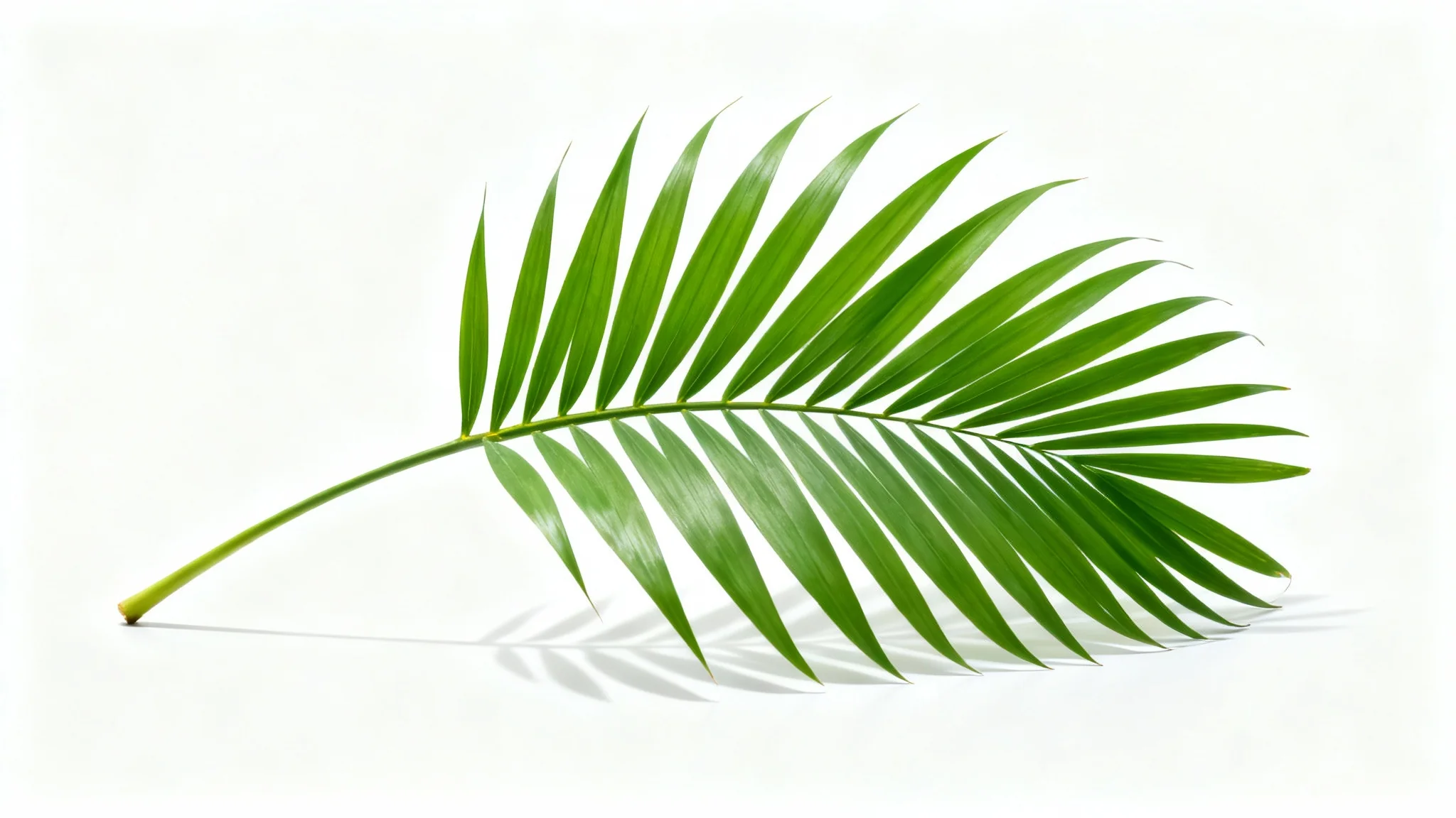 A photorealistic image of a single, lush green kentia palm frond, isolated against a plain white background, highlighting its detailed texture and elegant shape.