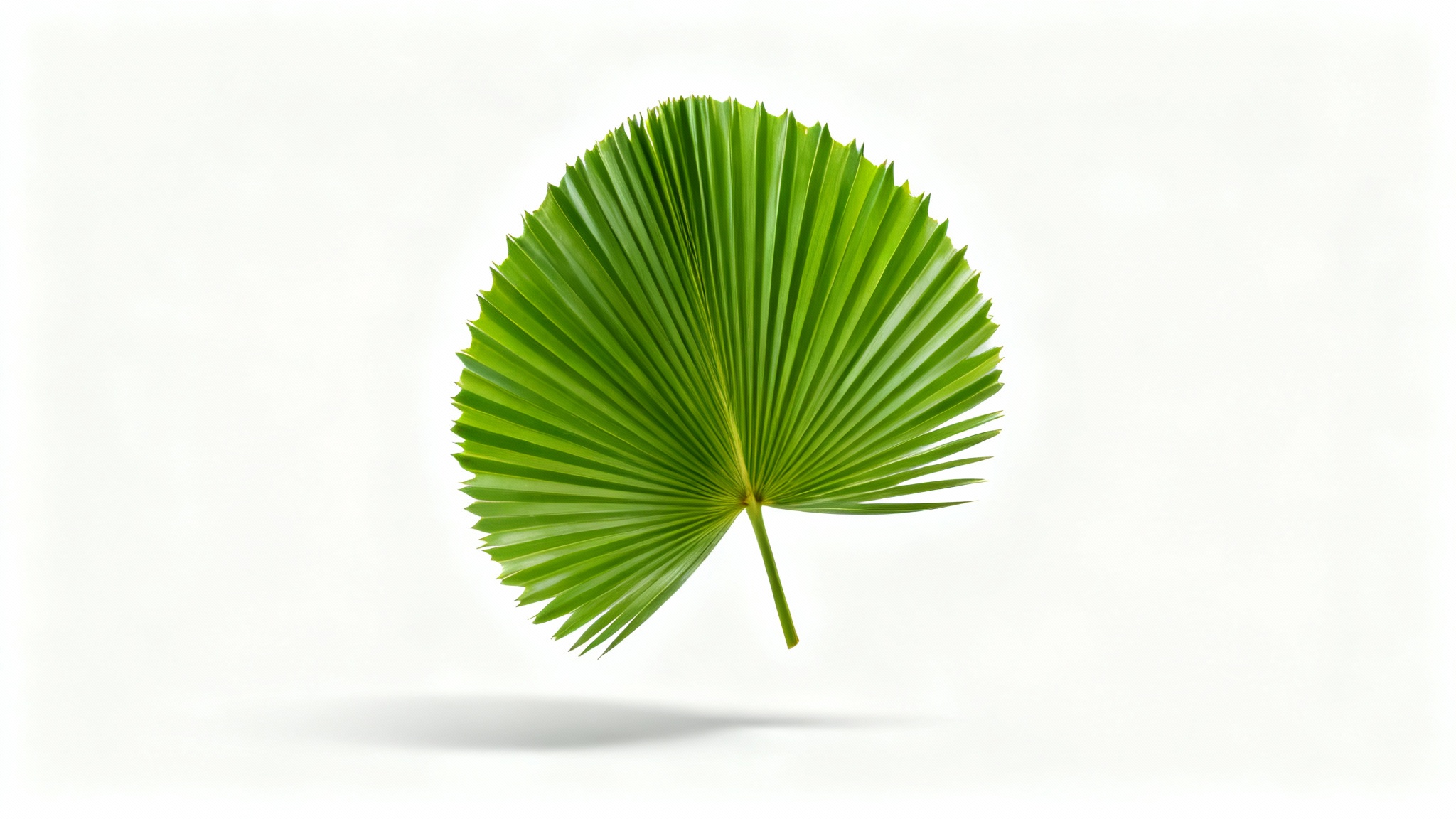 A photorealistic image of a single, vibrant green fan palm leaf with intricate textures, set against a stark white background, creating a clean and modern look.