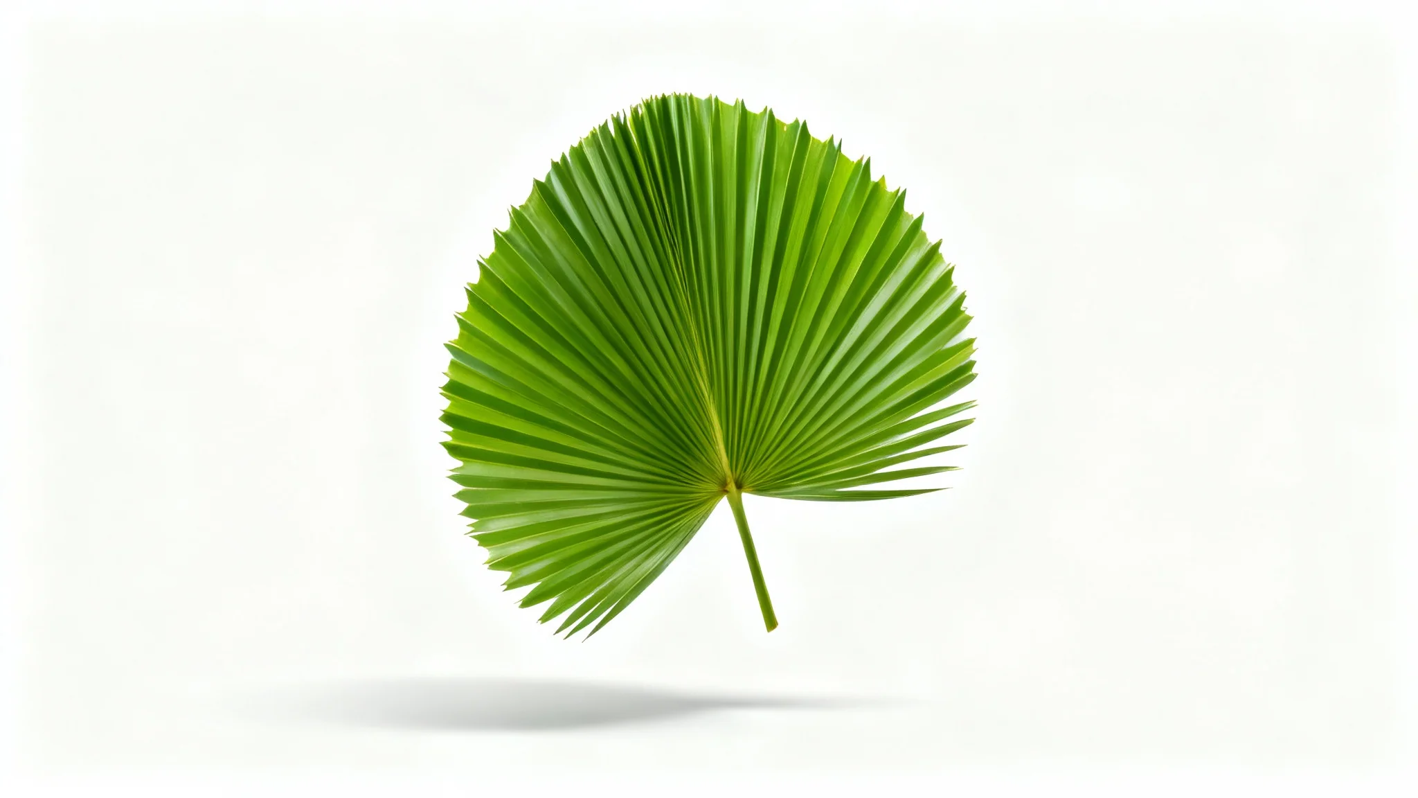 A photorealistic image of a single, vibrant green fan palm leaf with intricate textures, set against a stark white background, creating a clean and modern look.