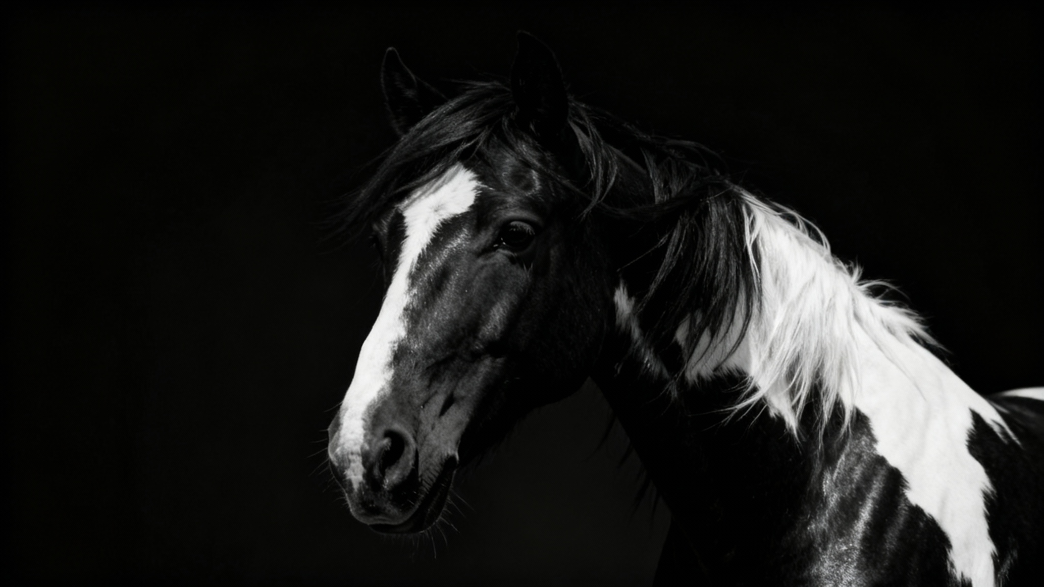 A dramatic, high-contrast black and white studio portrait of a majestic horse's head and neck, showcasing the final result of a photo effect.