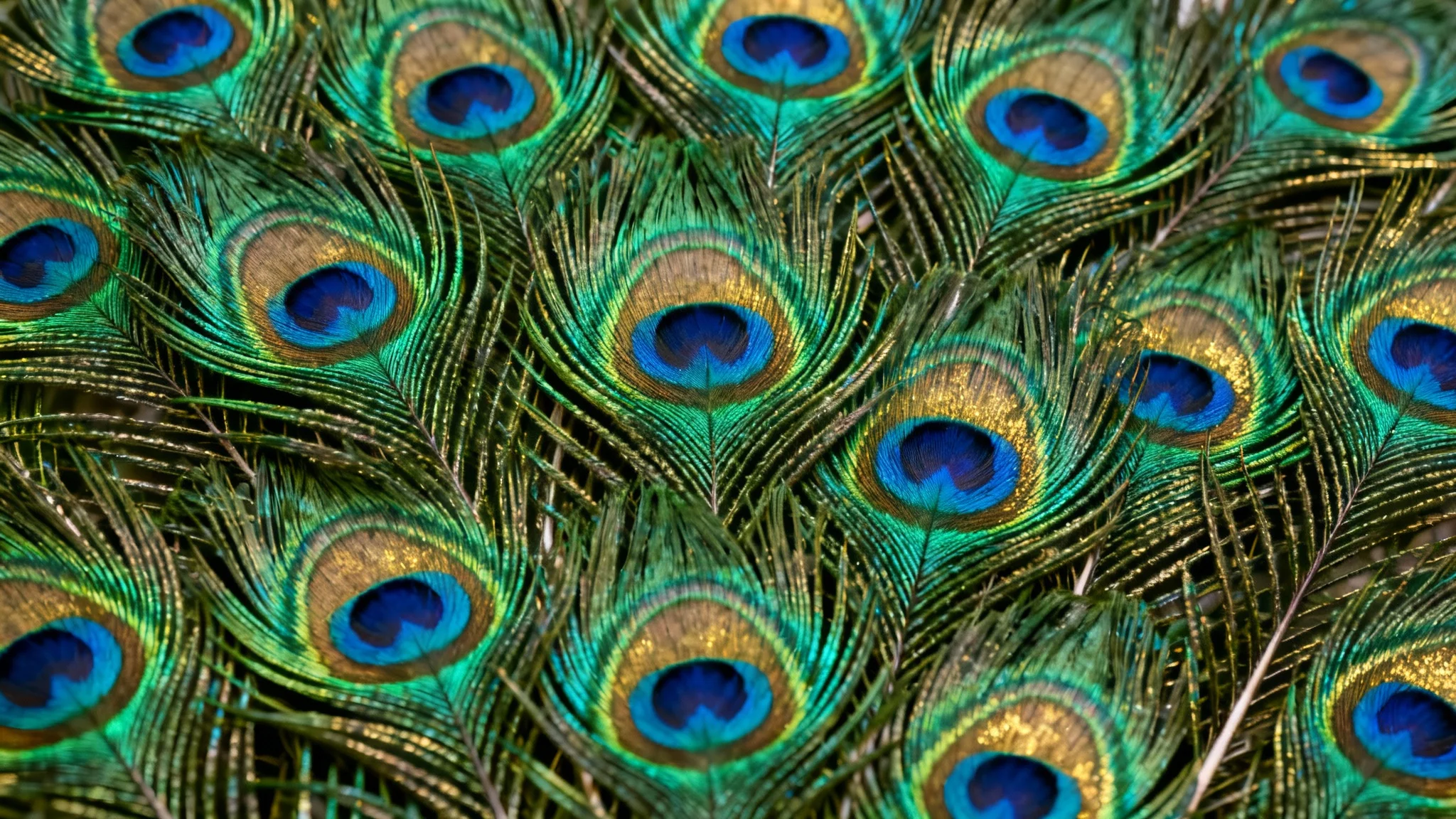 A close-up macro photograph showing a vibrant background made of overlapping peacock feathers, with their iridescent green, blue, and gold colors on display.