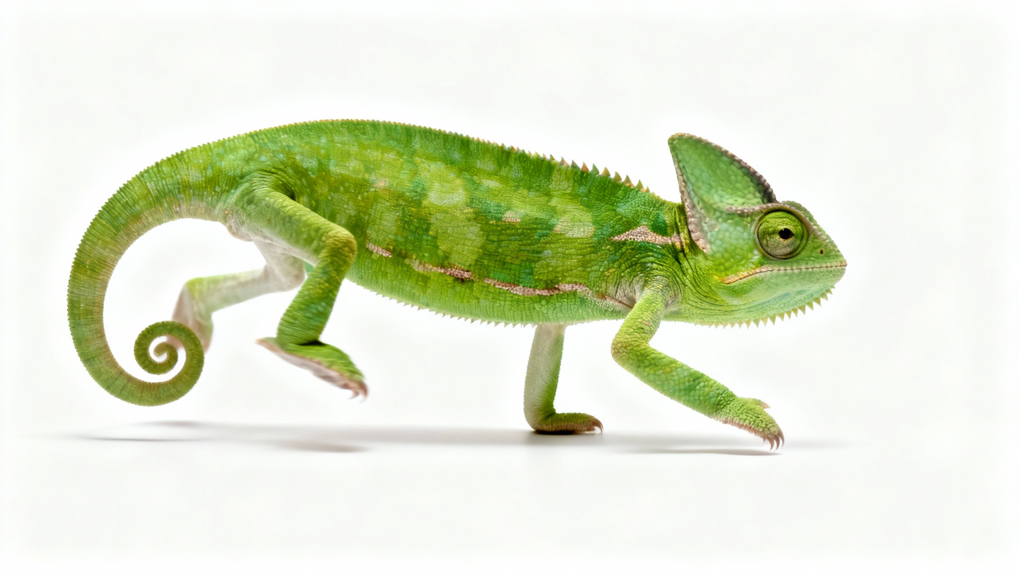 A hyper-realistic image of a vibrant green chameleon perfectly isolated against a pure white background, illustrating the concept of a transparent background.