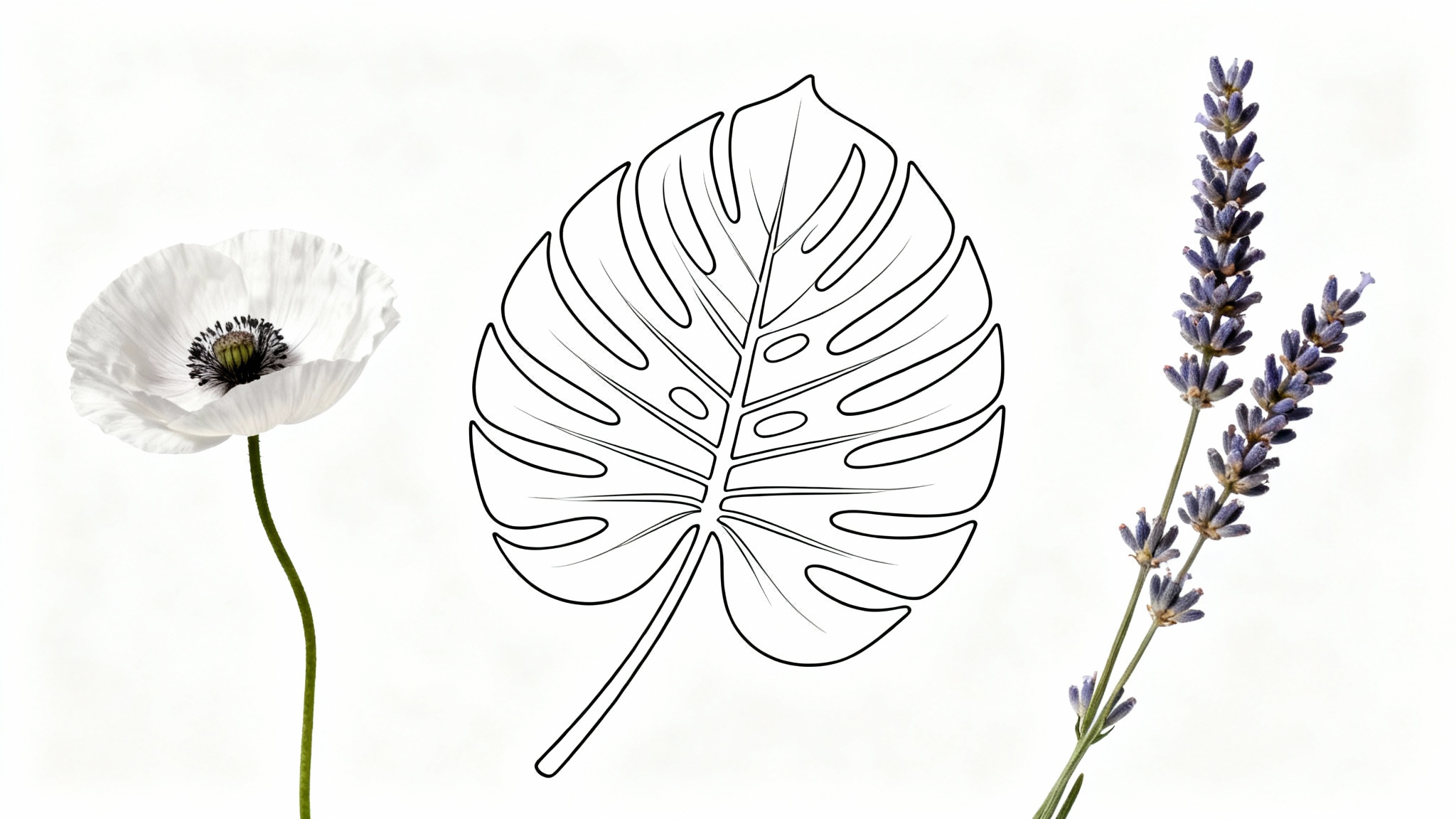 An elegant display of botanical line art featuring a poppy, monstera leaf, and lavender sprig drawn in crisp black lines against a pure white background.