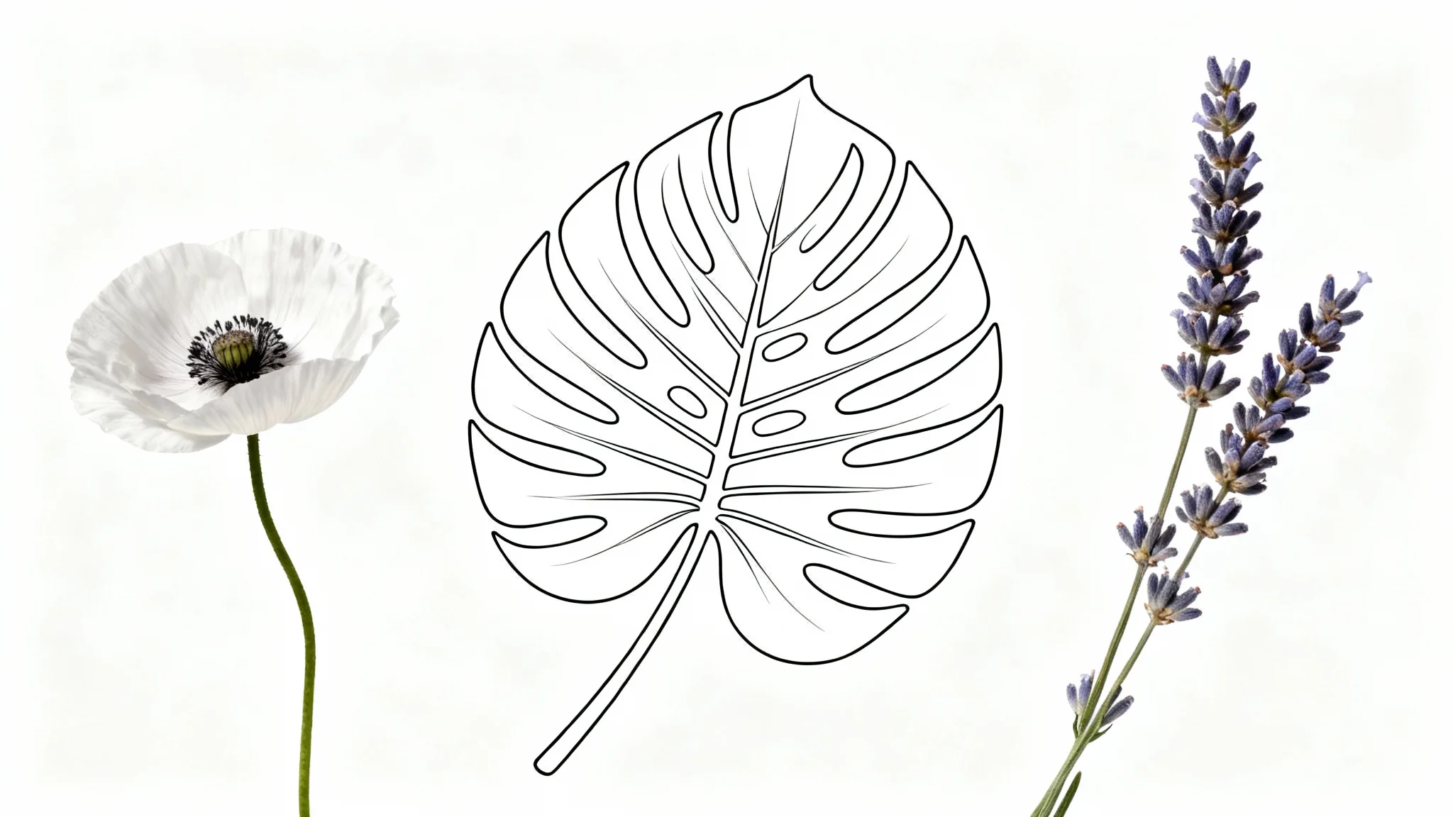 An elegant display of botanical line art featuring a poppy, monstera leaf, and lavender sprig drawn in crisp black lines against a pure white background.
