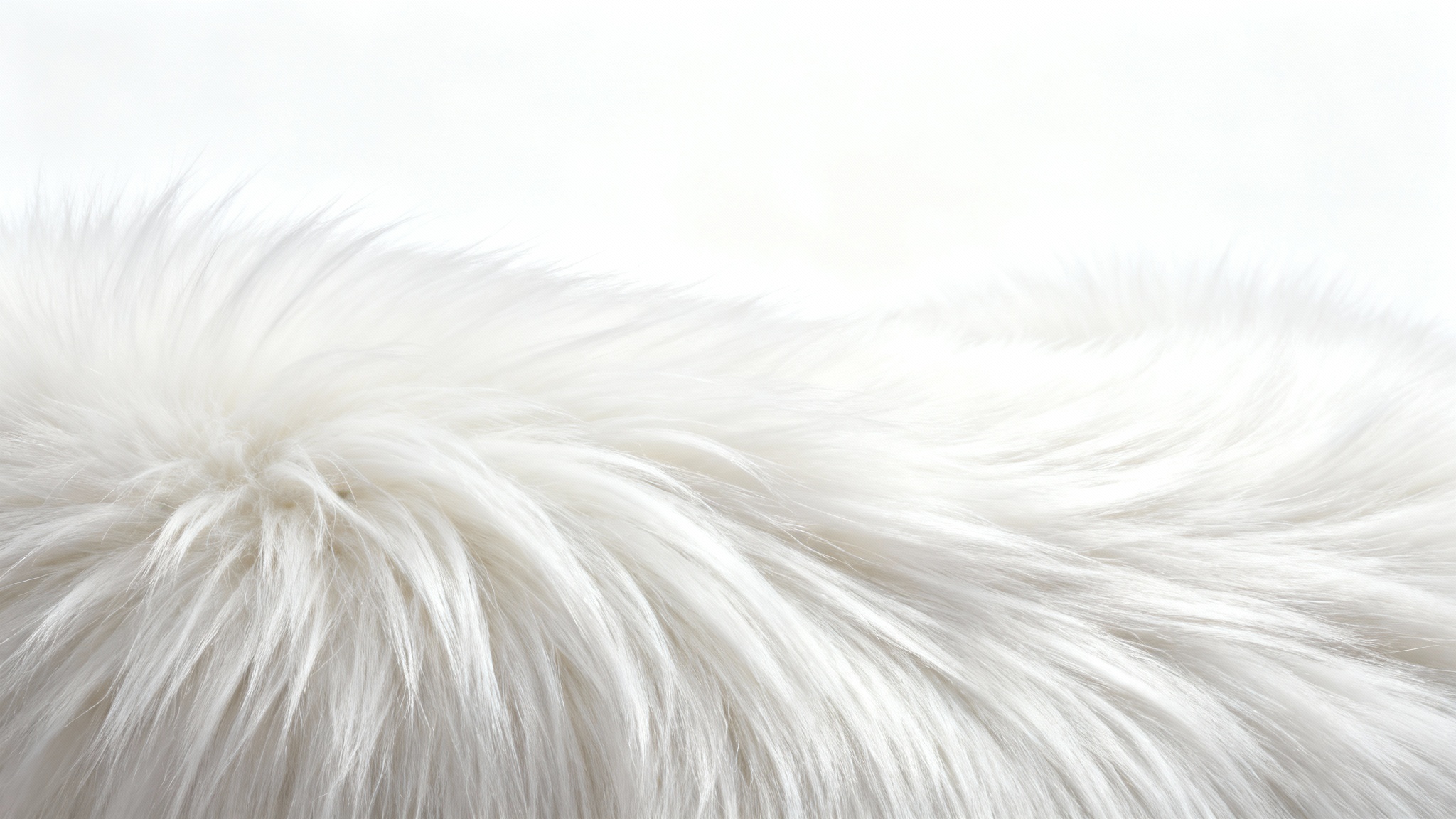 A close-up, macro shot of a pristine, fluffy white fur, showcasing its soft, luxurious texture against a clean white background.