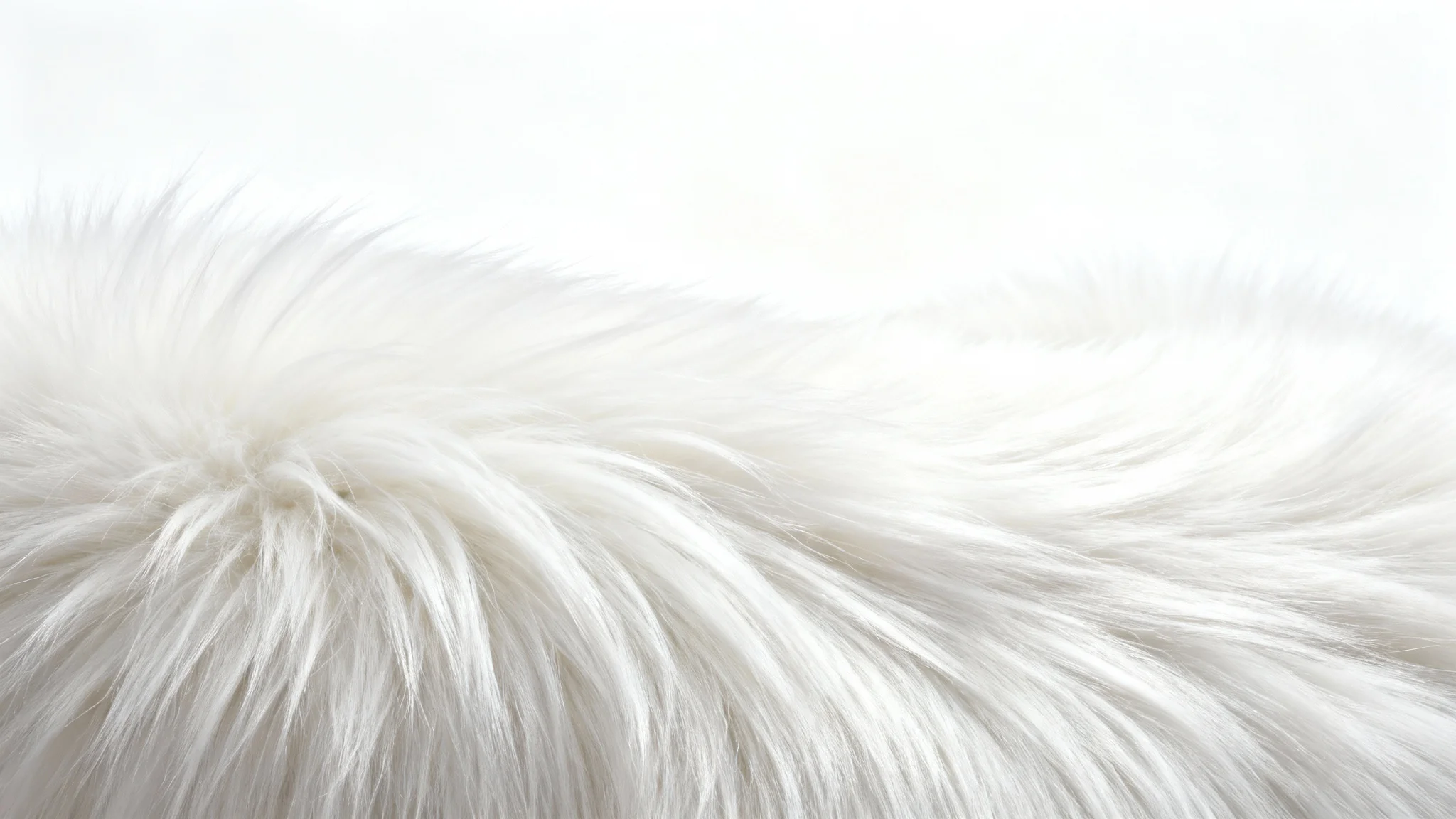 A close-up, macro shot of a pristine, fluffy white fur, showcasing its soft, luxurious texture against a clean white background.