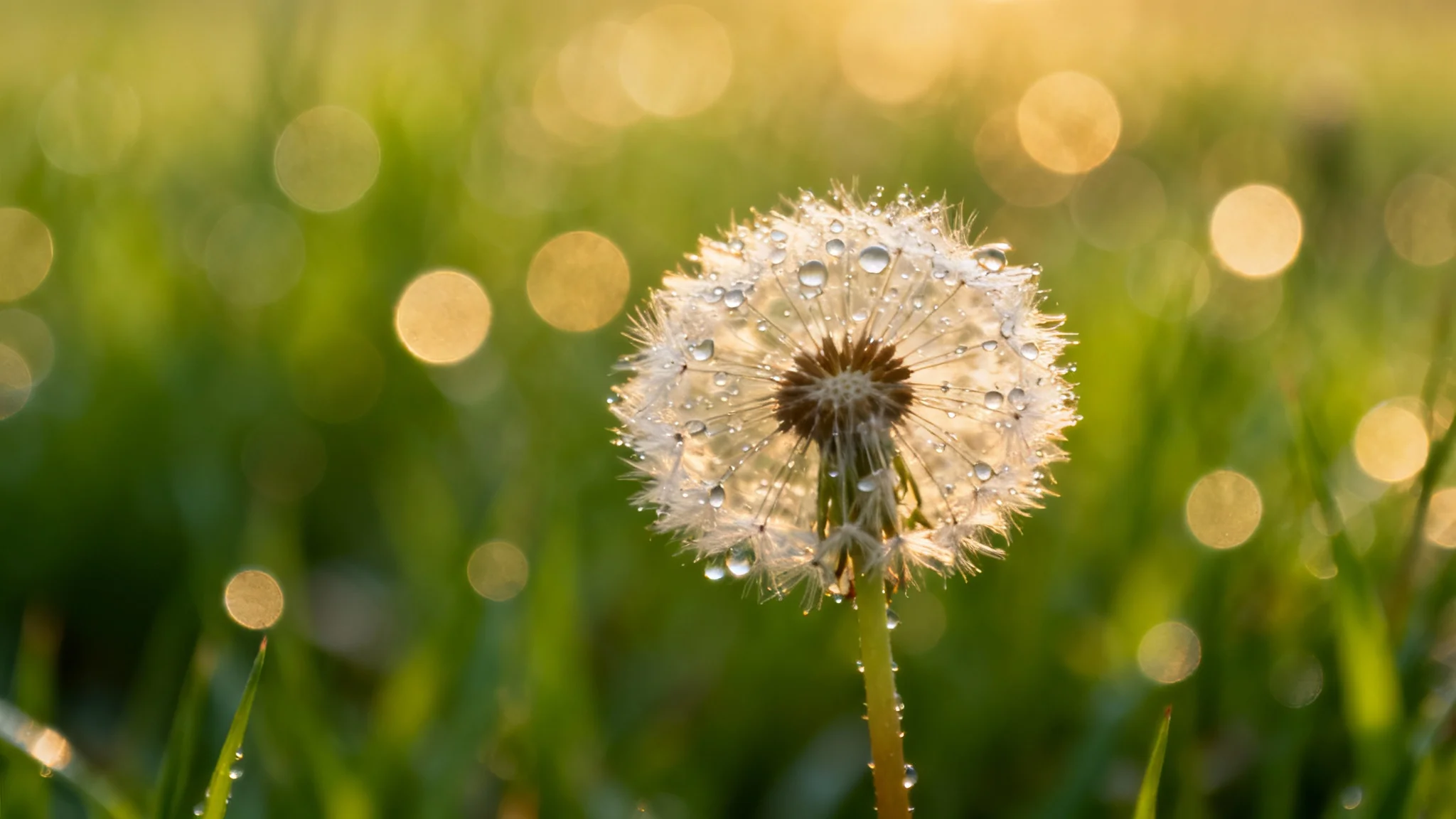 A hyper-realistic close-up of a dandelion seed head, perfectly in focus, with the background blurred into soft, glowing circles of green and gold light, demonstrating a beautiful bokeh effect.