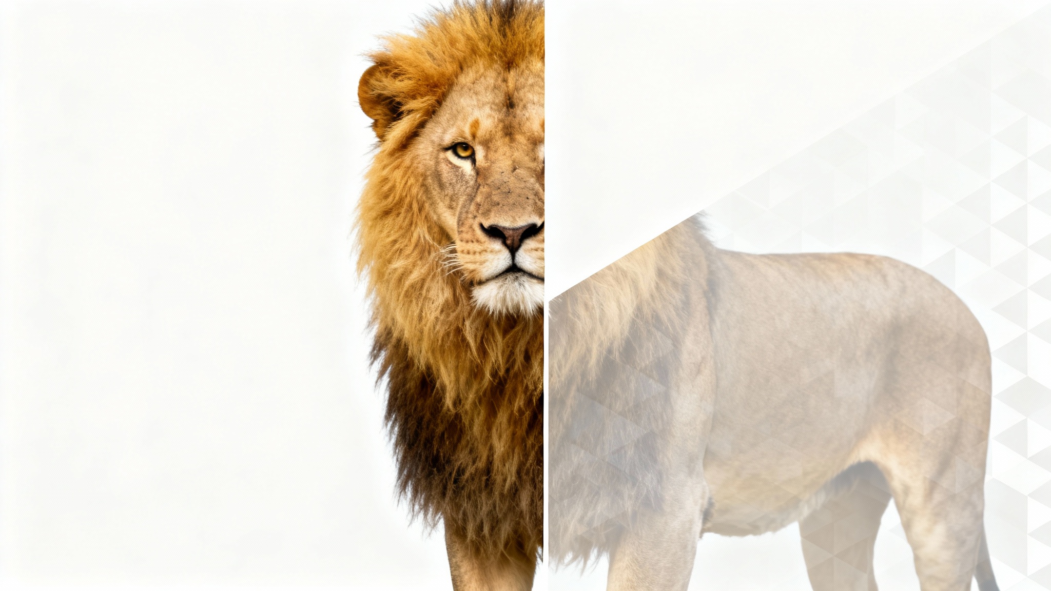 A conceptual image demonstrating an overlay remover, showing a photo of a lion split in two: one half is crystal clear, and the other is obscured by a patterned overlay.