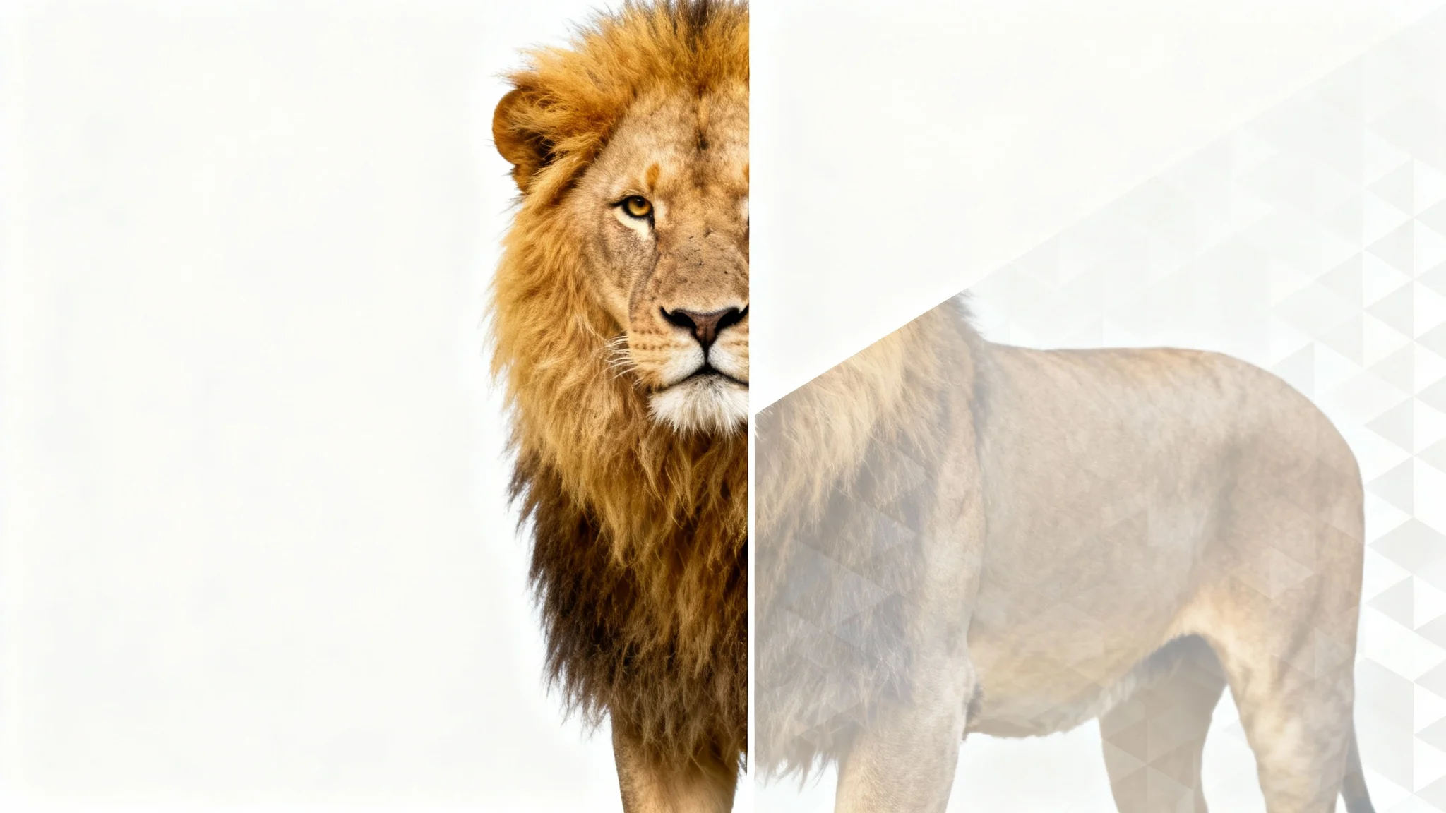 A conceptual image demonstrating an overlay remover, showing a photo of a lion split in two: one half is crystal clear, and the other is obscured by a patterned overlay.