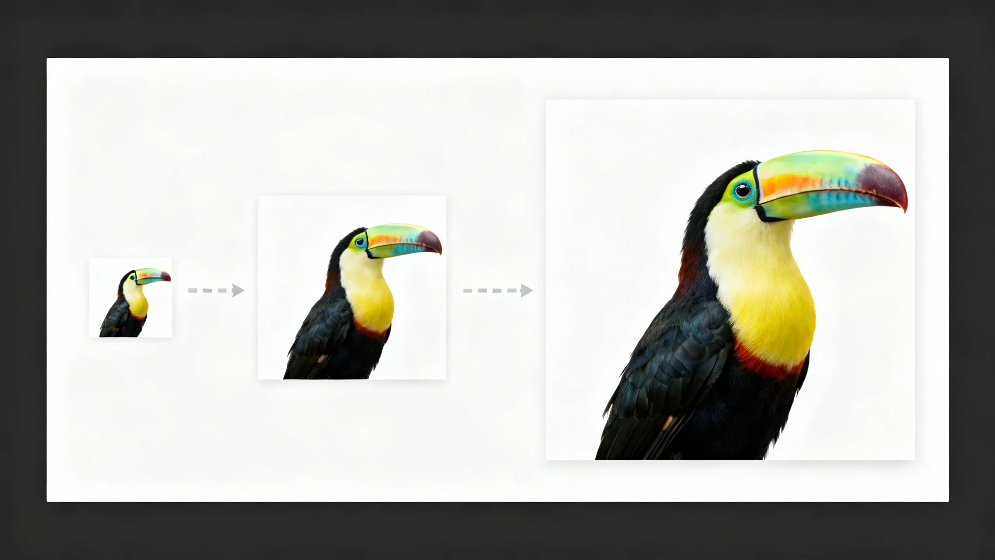 A visual concept of image resizing, showing three photos of a toucan progressively increasing in size and quality from left to right on a white background.