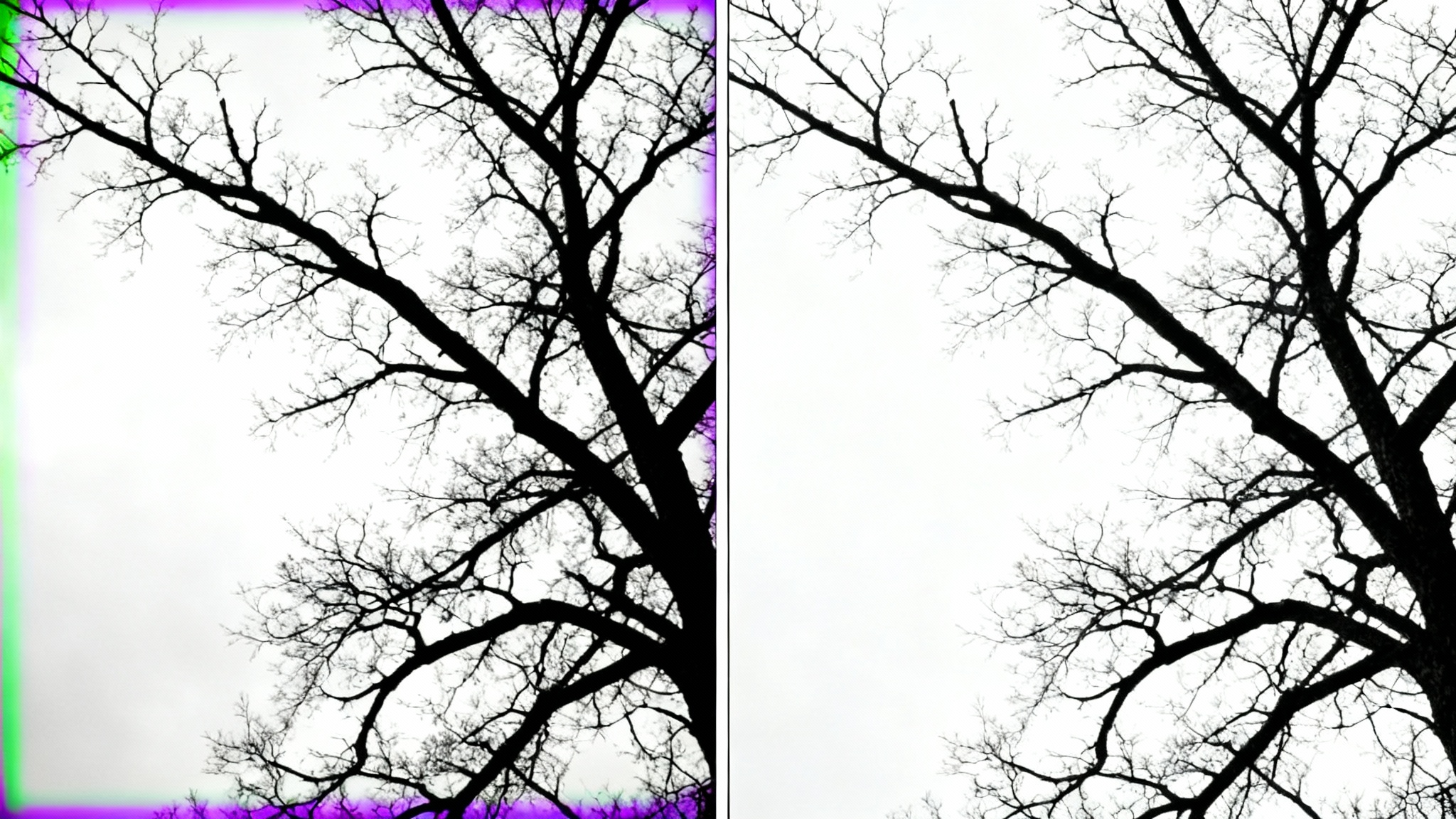 A before-and-after image split in two, demonstrating chromatic aberration removal. The 'before' side shows a photo of a tree with purple and green color fringing, while the 'after' side shows the same photo with perfectly sharp and clean edges.
