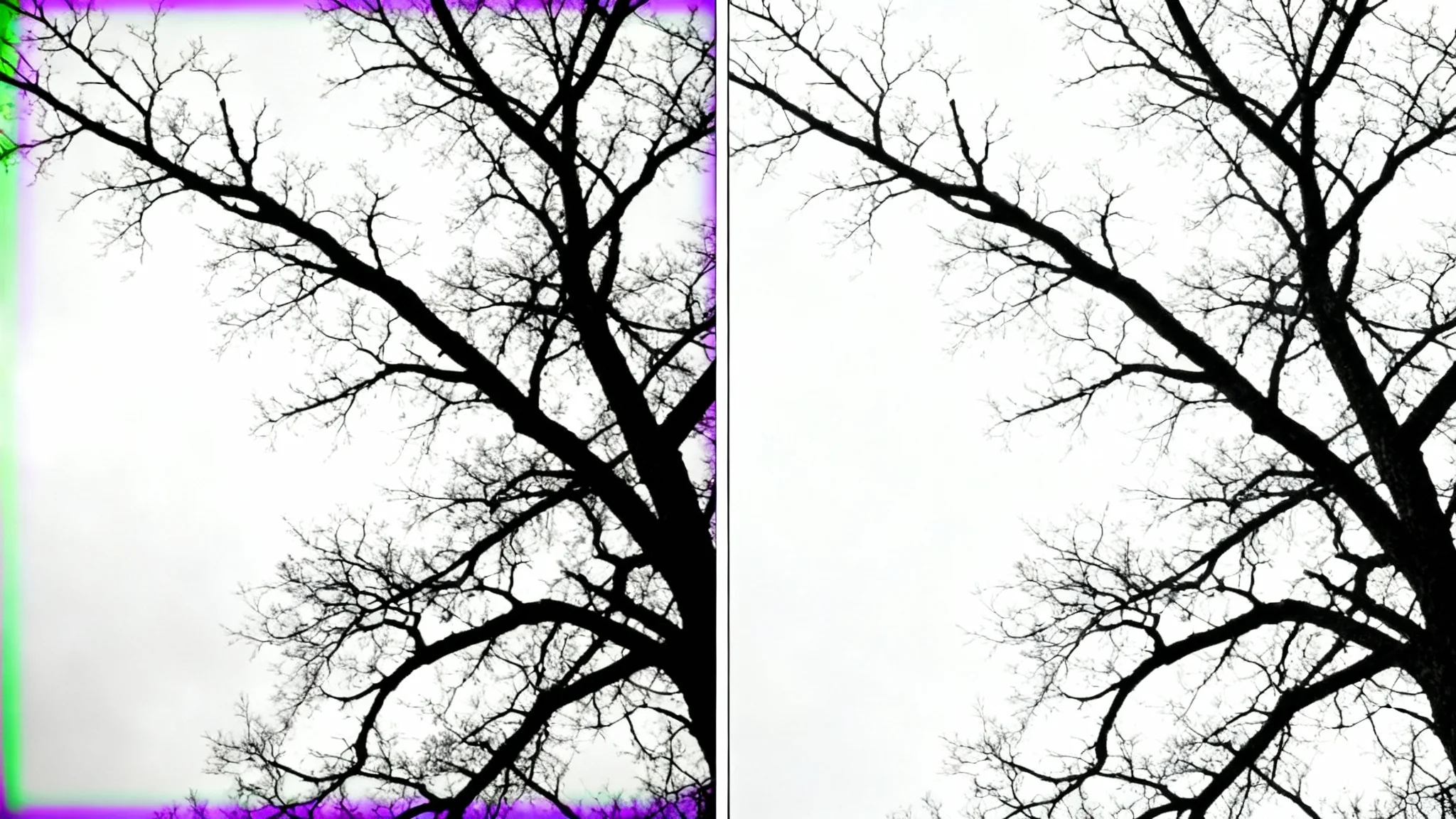 A before-and-after image split in two, demonstrating chromatic aberration removal. The 'before' side shows a photo of a tree with purple and green color fringing, while the 'after' side shows the same photo with perfectly sharp and clean edges.