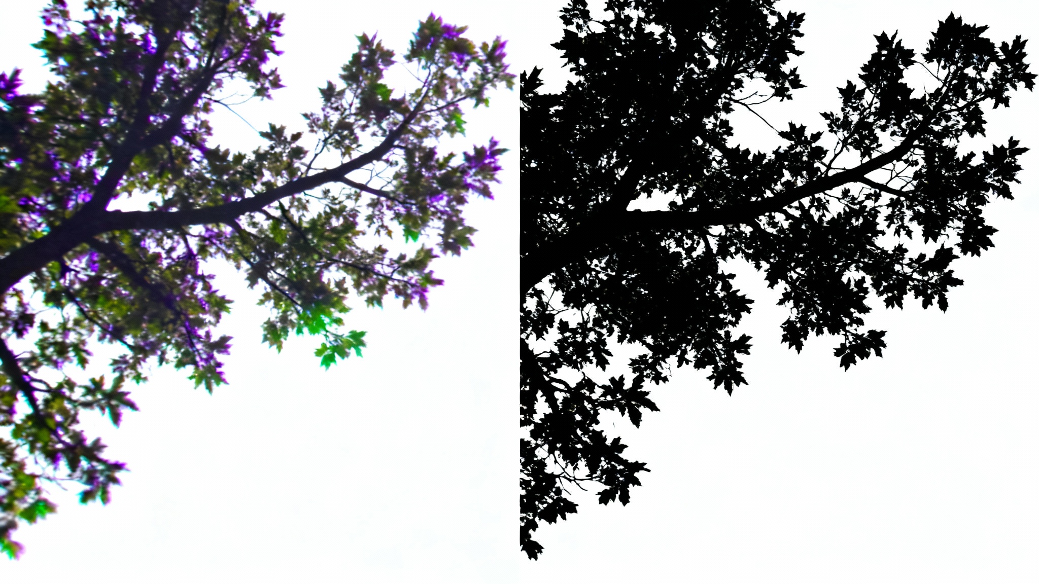 A split-image comparison showing the effect of removing chromatic aberration. The left side shows a tree branch with blurry, colorful edges, and the right side shows the same branch with sharp, clean edges.