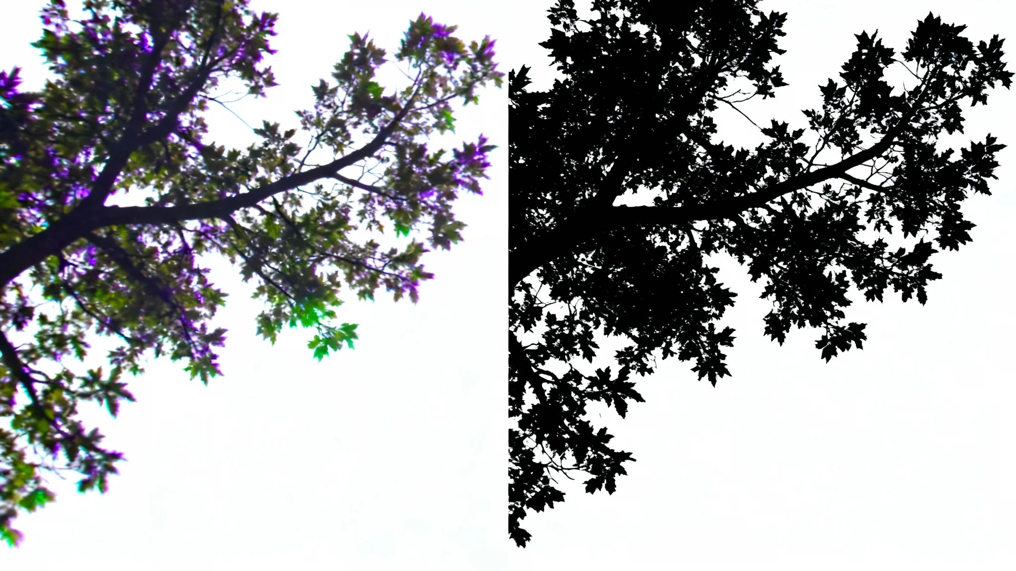 A split-image comparison showing the effect of removing chromatic aberration. The left side shows a tree branch with blurry, colorful edges, and the right side shows the same branch with sharp, clean edges.