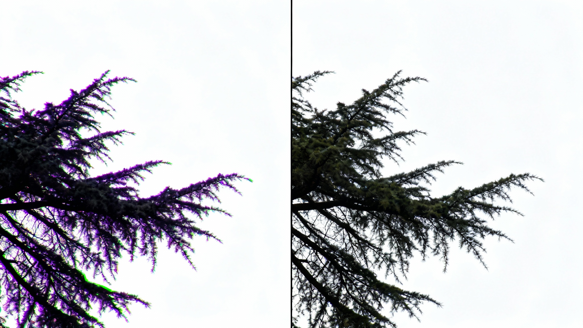 A comparison image showing the effect of removing chromatic aberration. The left side shows a tree branch with blurry purple and green edges, while the right side shows the same branch with perfectly sharp and clean edges.