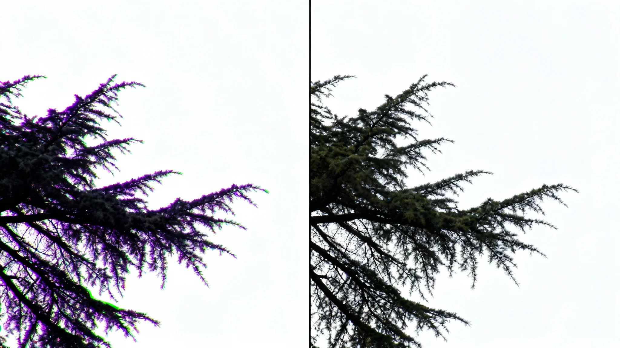 A comparison image showing the effect of removing chromatic aberration. The left side shows a tree branch with blurry purple and green edges, while the right side shows the same branch with perfectly sharp and clean edges.