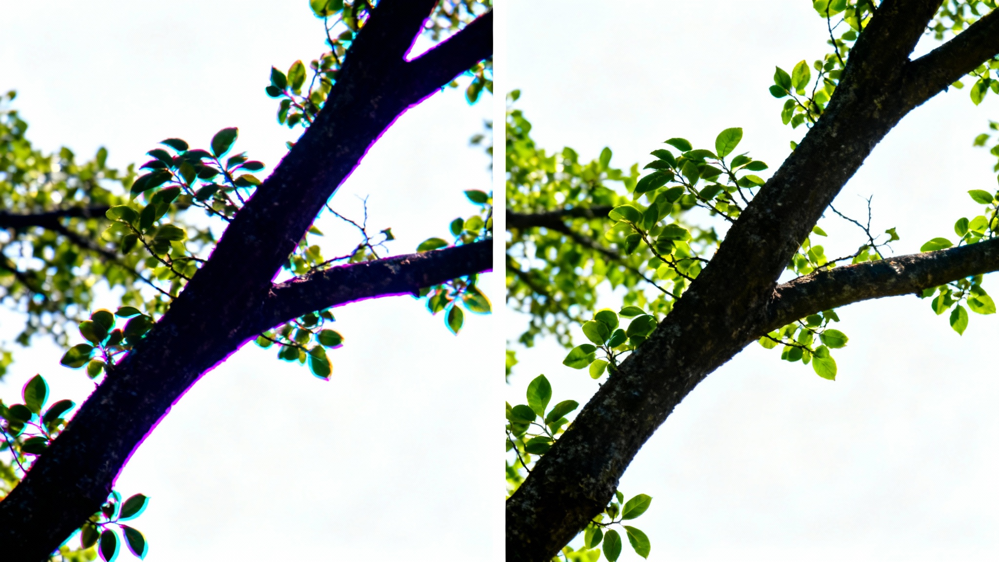A before-and-after image showing the removal of chromatic aberration. The left side shows a tree branch with distracting purple and green color fringes, while the right side shows the same branch perfectly crisp and clear.