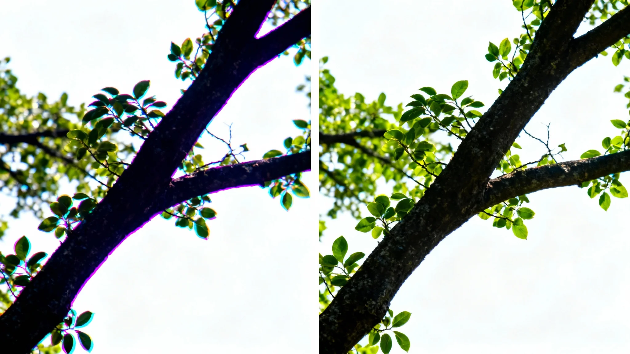 A before-and-after image showing the removal of chromatic aberration. The left side shows a tree branch with distracting purple and green color fringes, while the right side shows the same branch perfectly crisp and clear.