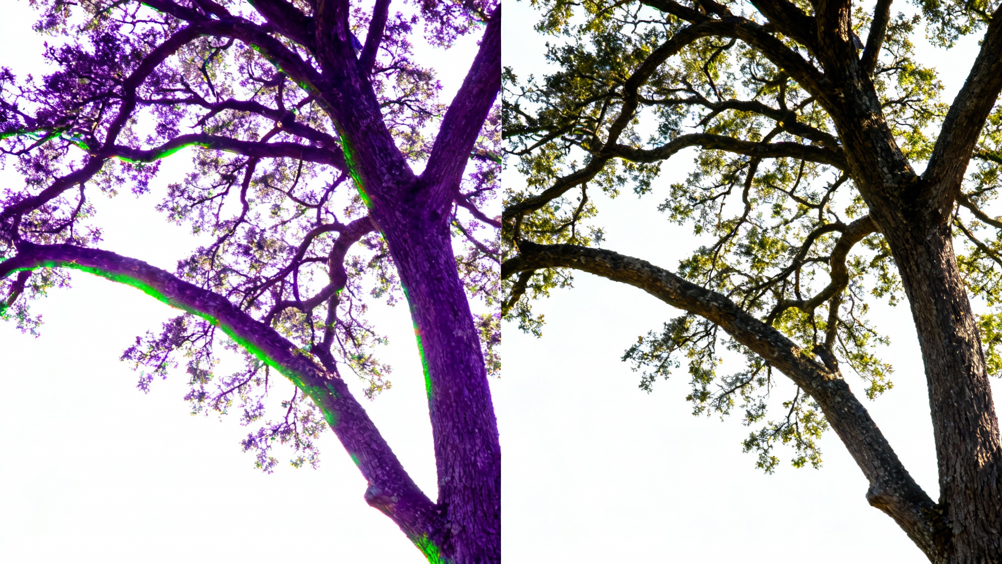 A before-and-after image demonstrating chromatic aberration removal. The left half shows a tree branch with distracting purple and green color fringing, while the right half shows the same branch with perfectly clean and sharp edges.