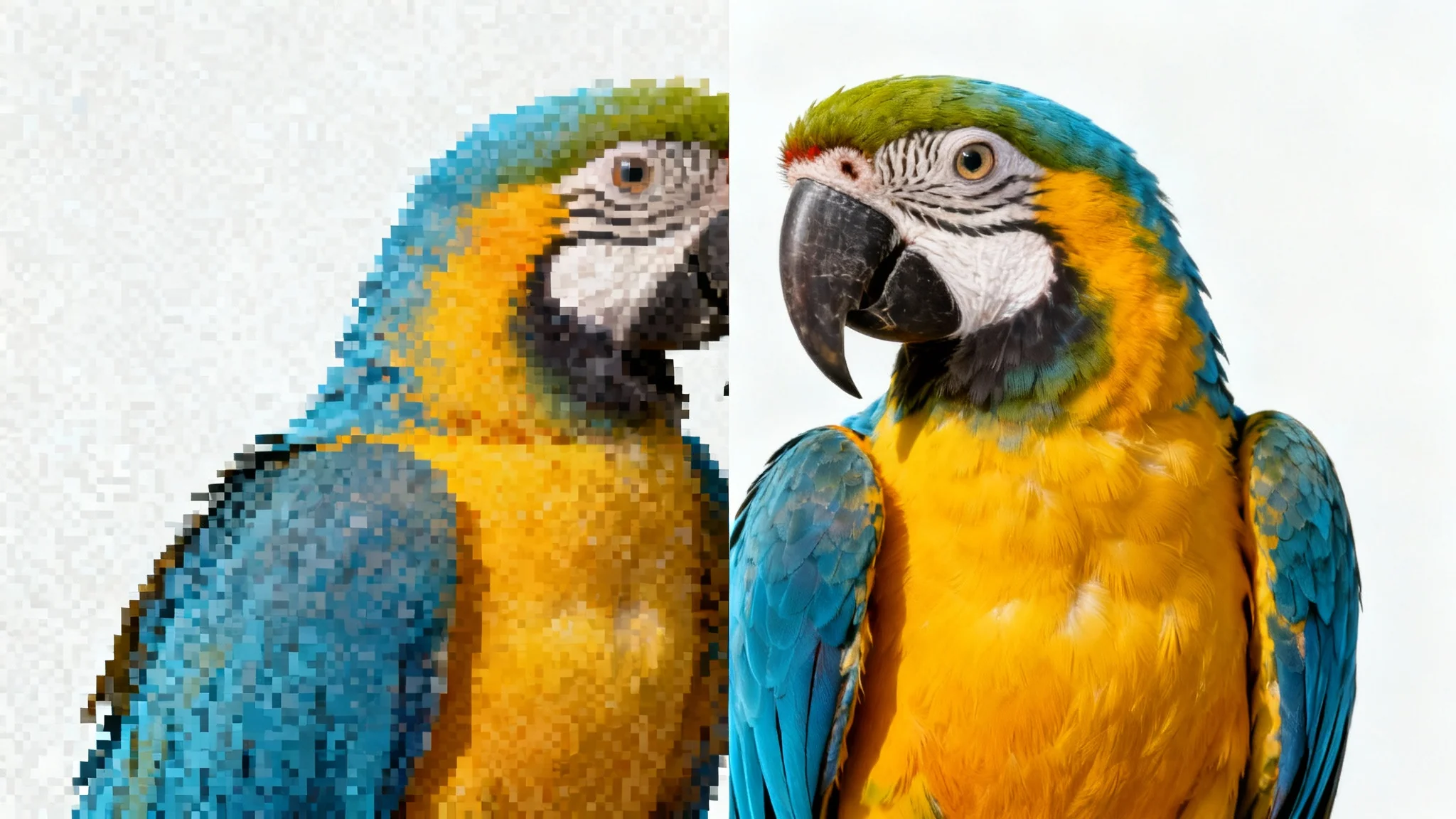 A before-and-after comparison image of a macaw parrot. The left side is blurry and full of digital artifacts, while the right side is sharp and crystal clear, demonstrating the effect of a JPEG artifact remover.