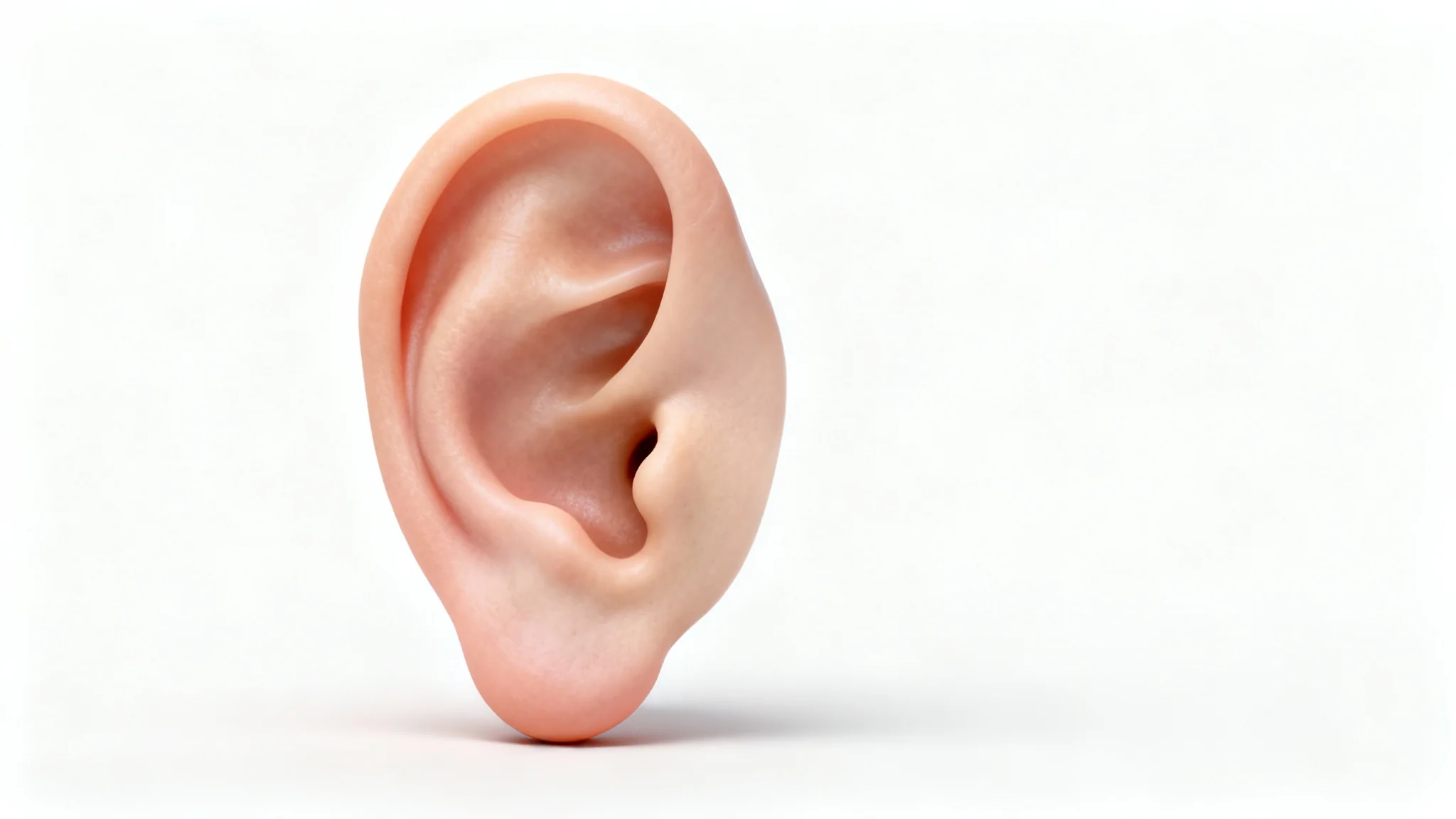 A hyper-realistic 3D model of a human ear, shown in close-up against a clean white background, highlighting its detailed anatomical structure for mockup purposes.