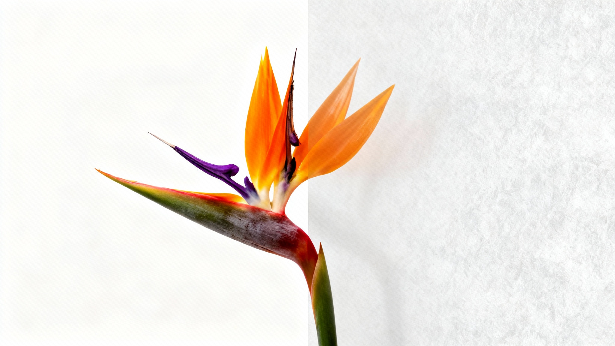 A visual representation of image opacity adjustment, showing a photo of a bird of paradise flower. The flower is fully visible on the left and fades to become semi-transparent on the right, revealing a textured background.