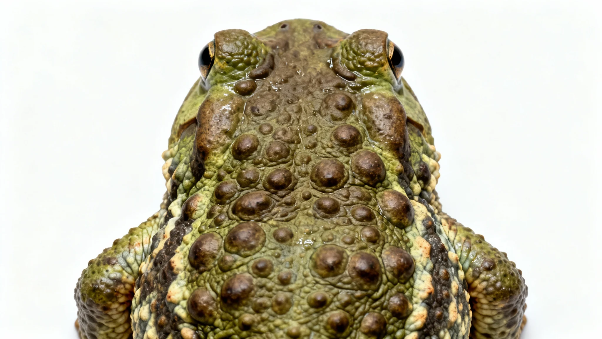 A photorealistic, seamless pattern of toad skin, featuring a bumpy, warty texture in earthy green and brown tones, set against a plain white background.