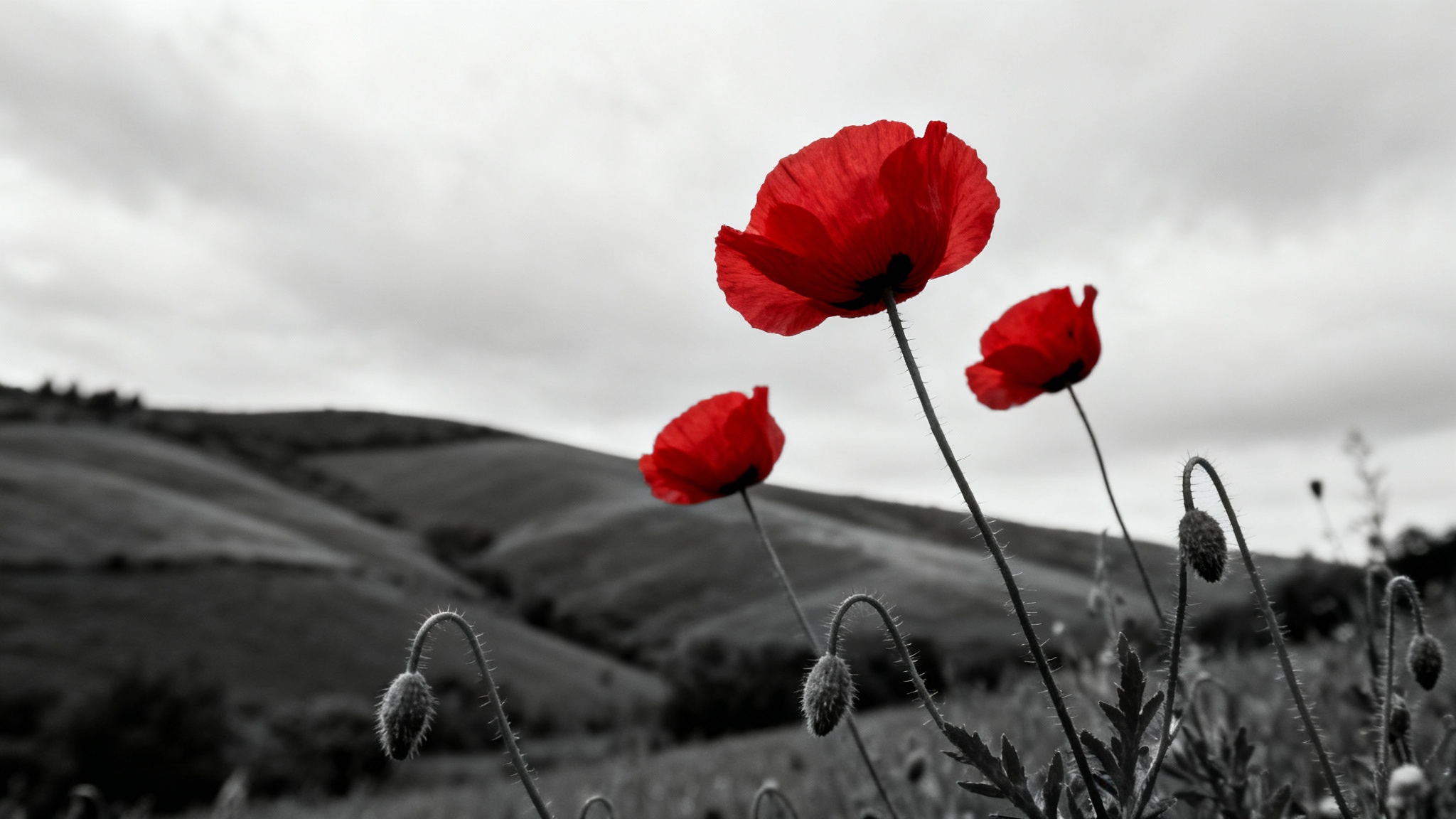 An artistic photograph of a field of poppies, where the flowers are in a vibrant red color and the entire background and sky are in black and white.