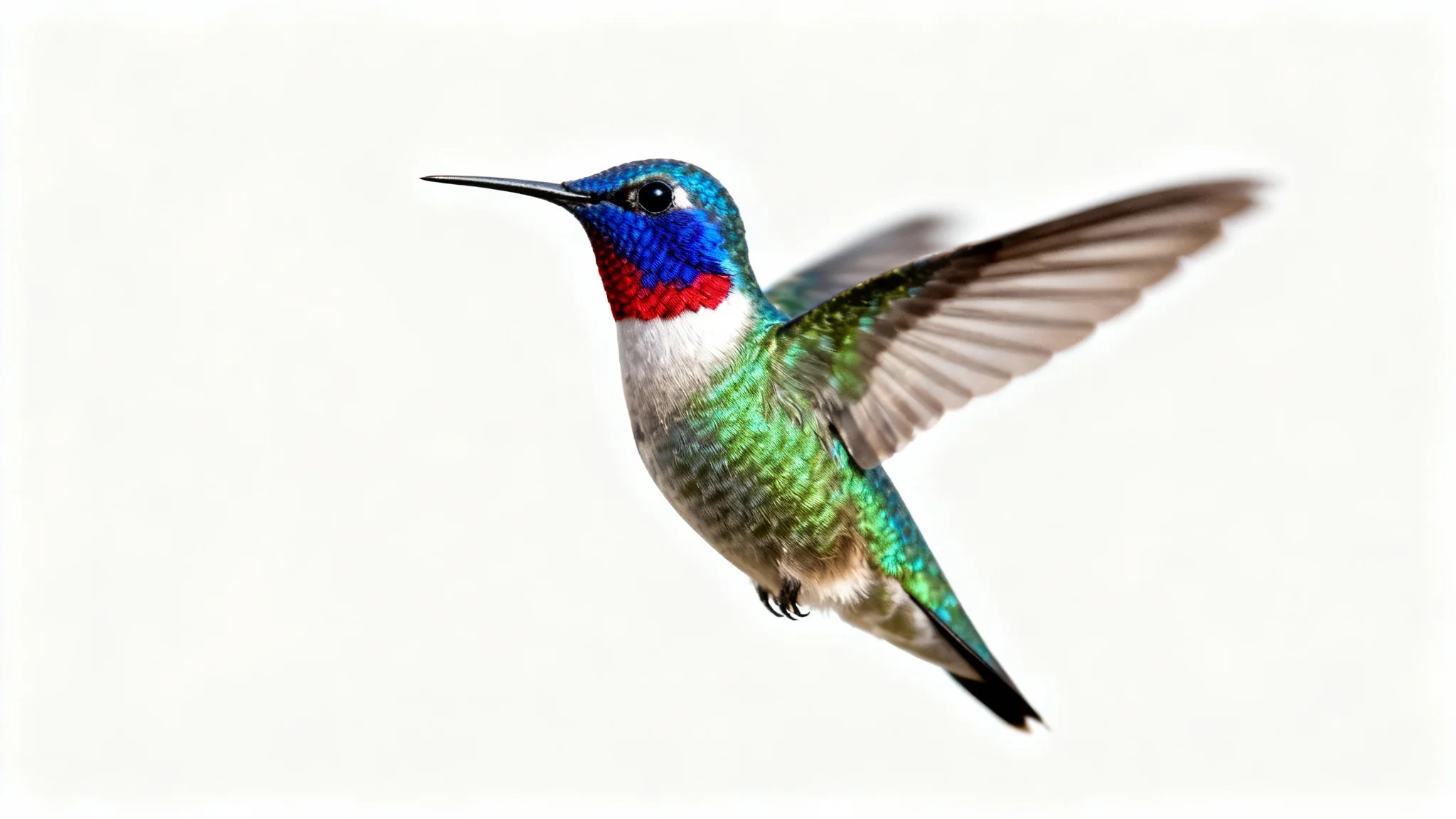 A hyper-realistic, close-up photograph of a brightly colored hummingbird hovering in mid-air against a solid white background, its iridescent green and red feathers in sharp detail.